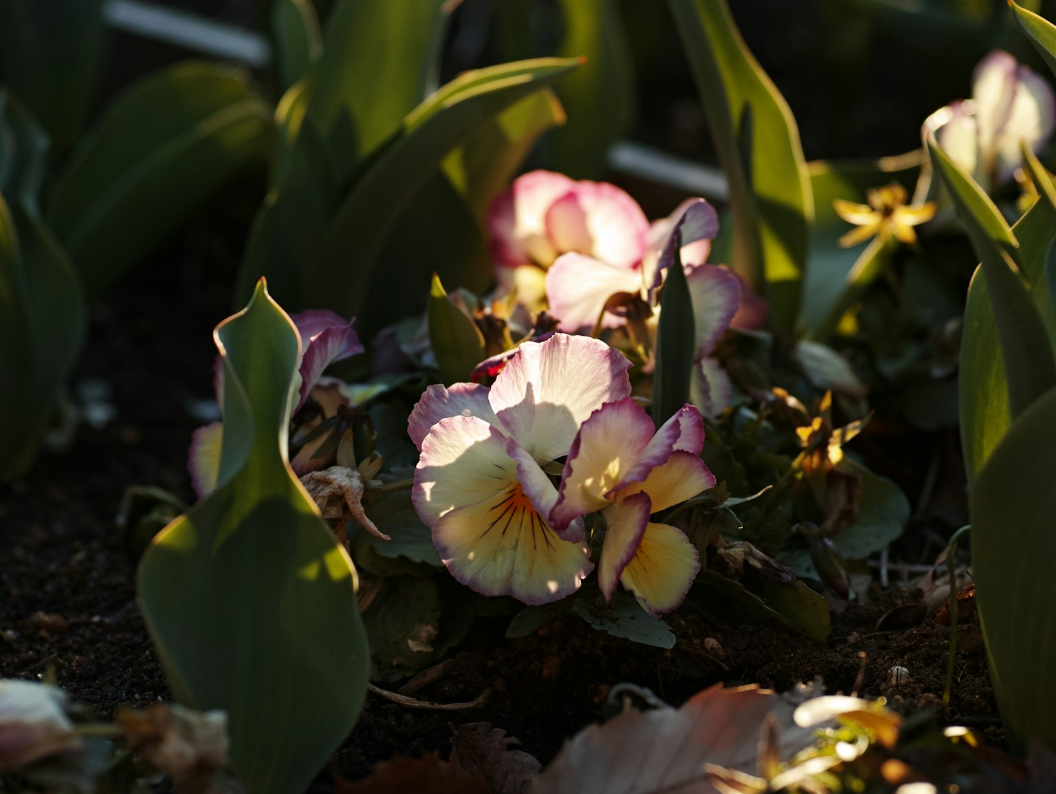 Fleurs magnifiques et feuilles vertes illuminées par la lumière du soleil