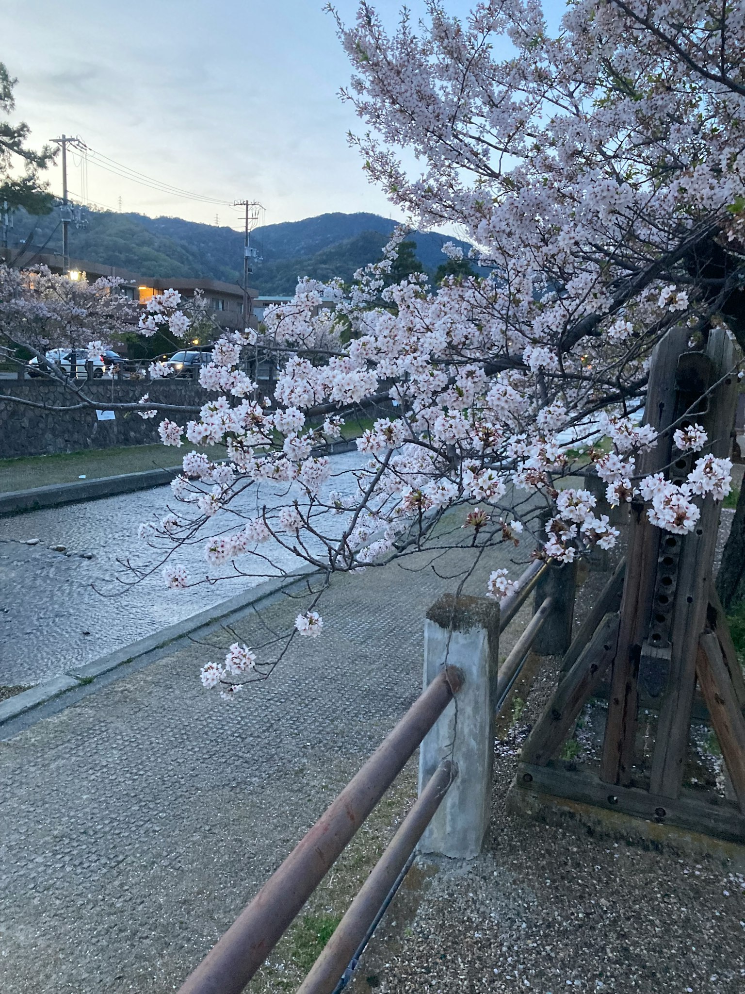 Fiori di ciliegio in fiore lungo un sentiero vicino al fiume