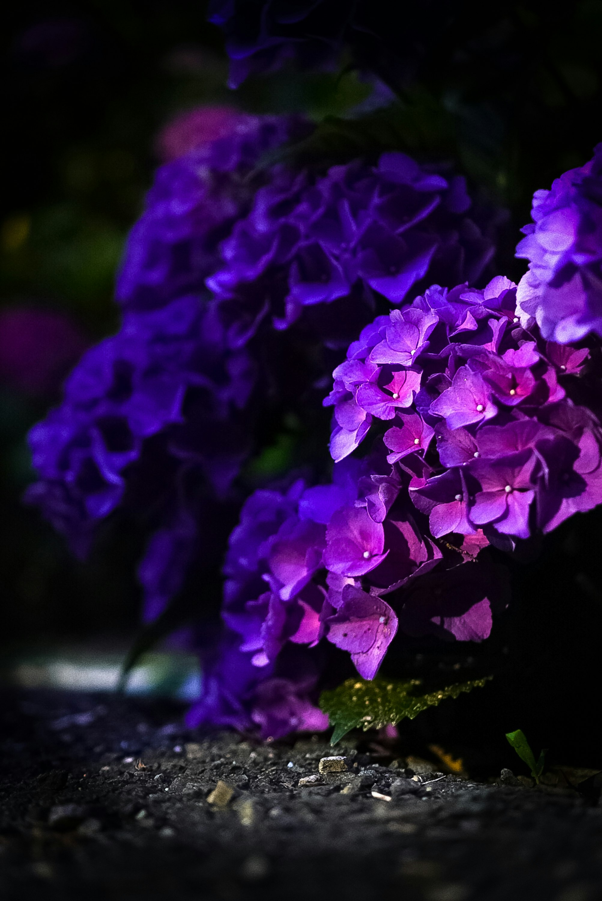 紫陽花の花が夜の街灯の光に照らされる路地の足元