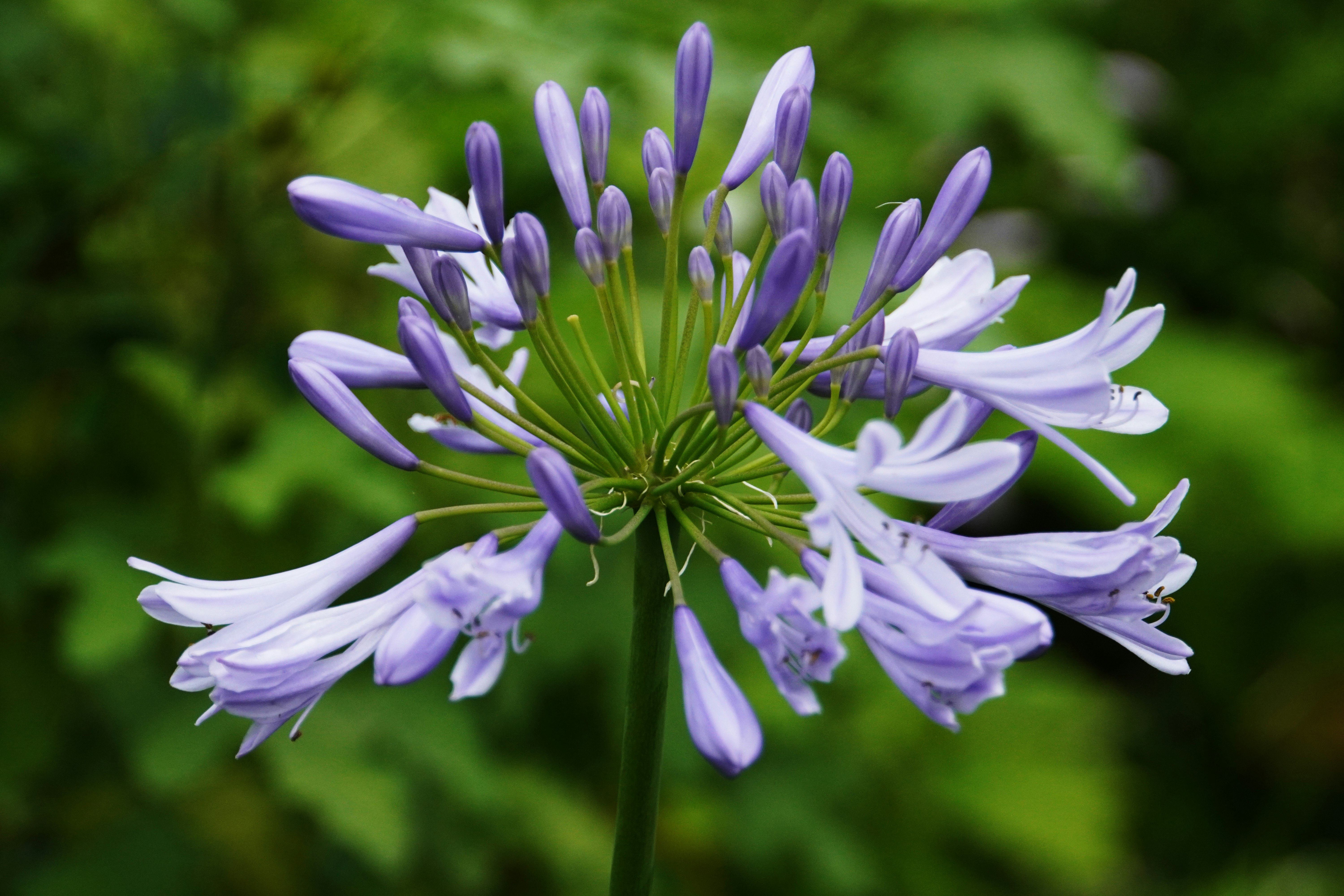 緑の背景に咲く紫のアガパンサスの花