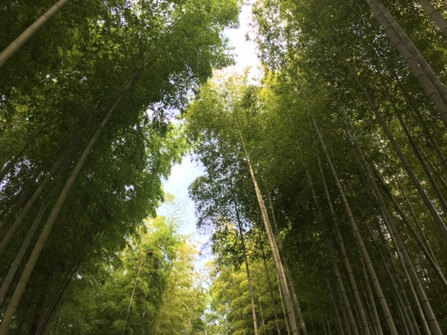 Vue d'une forêt de bambous luxuriants en regardant le ciel