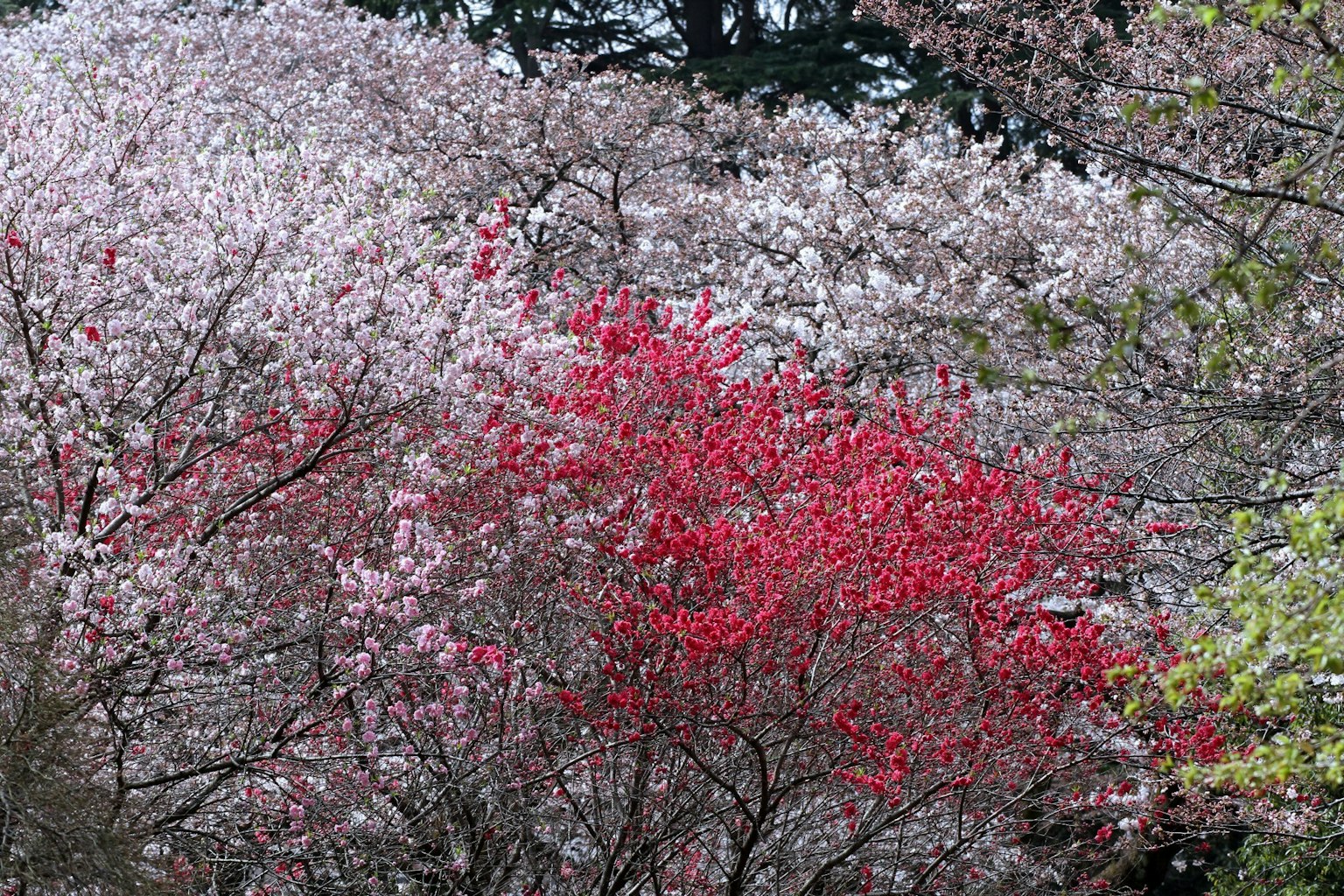 盛開的櫻花樹景觀，紅色花樹作為點綴