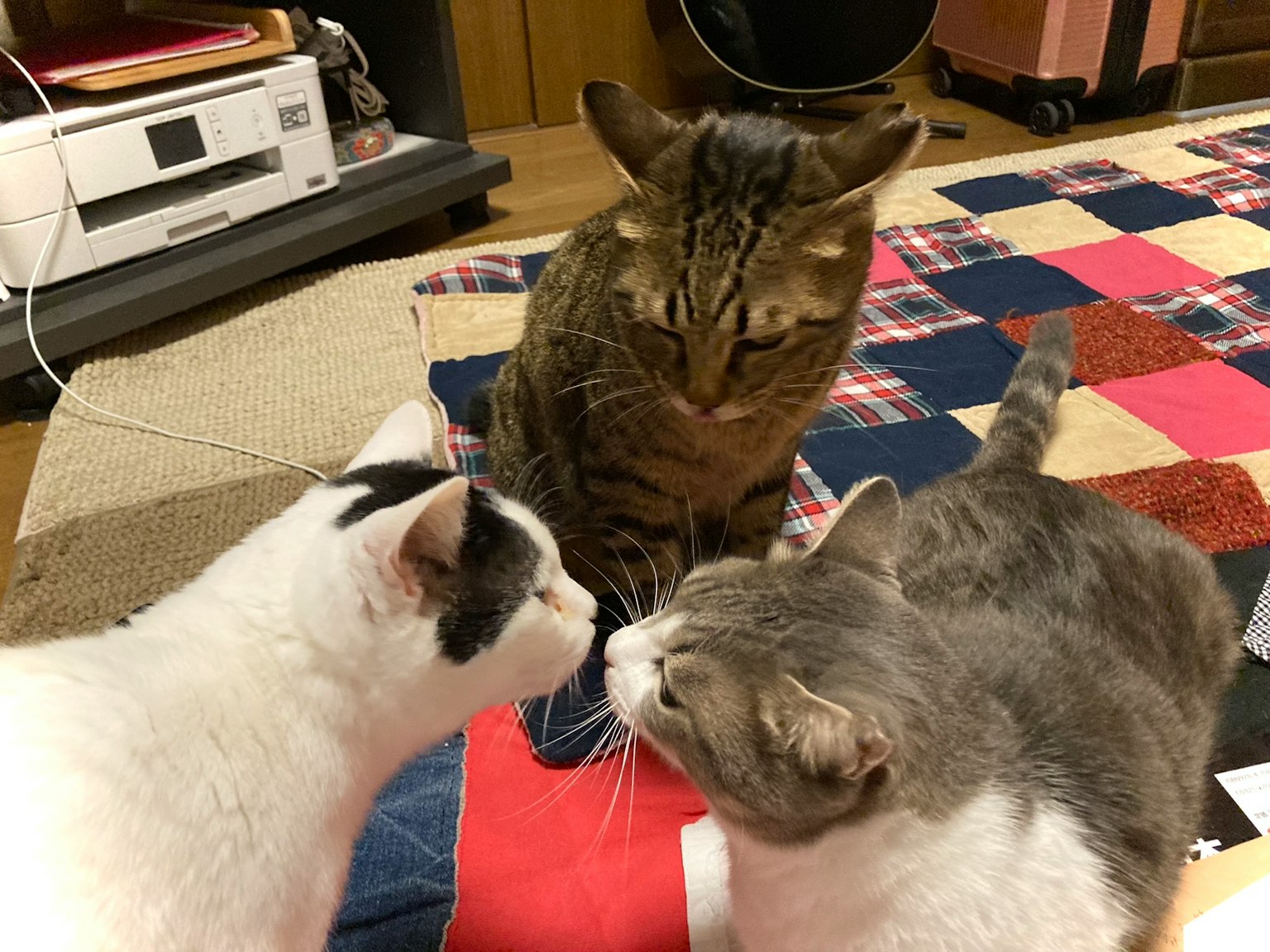 Tres gatos interactuando de cerca sobre una colcha colorida