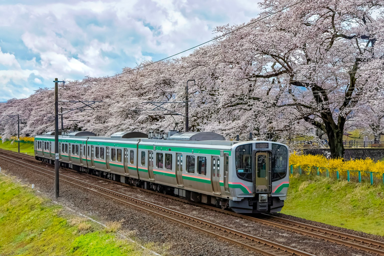 Train vert circulant le long d'un chemin bordé de cerisiers en fleurs