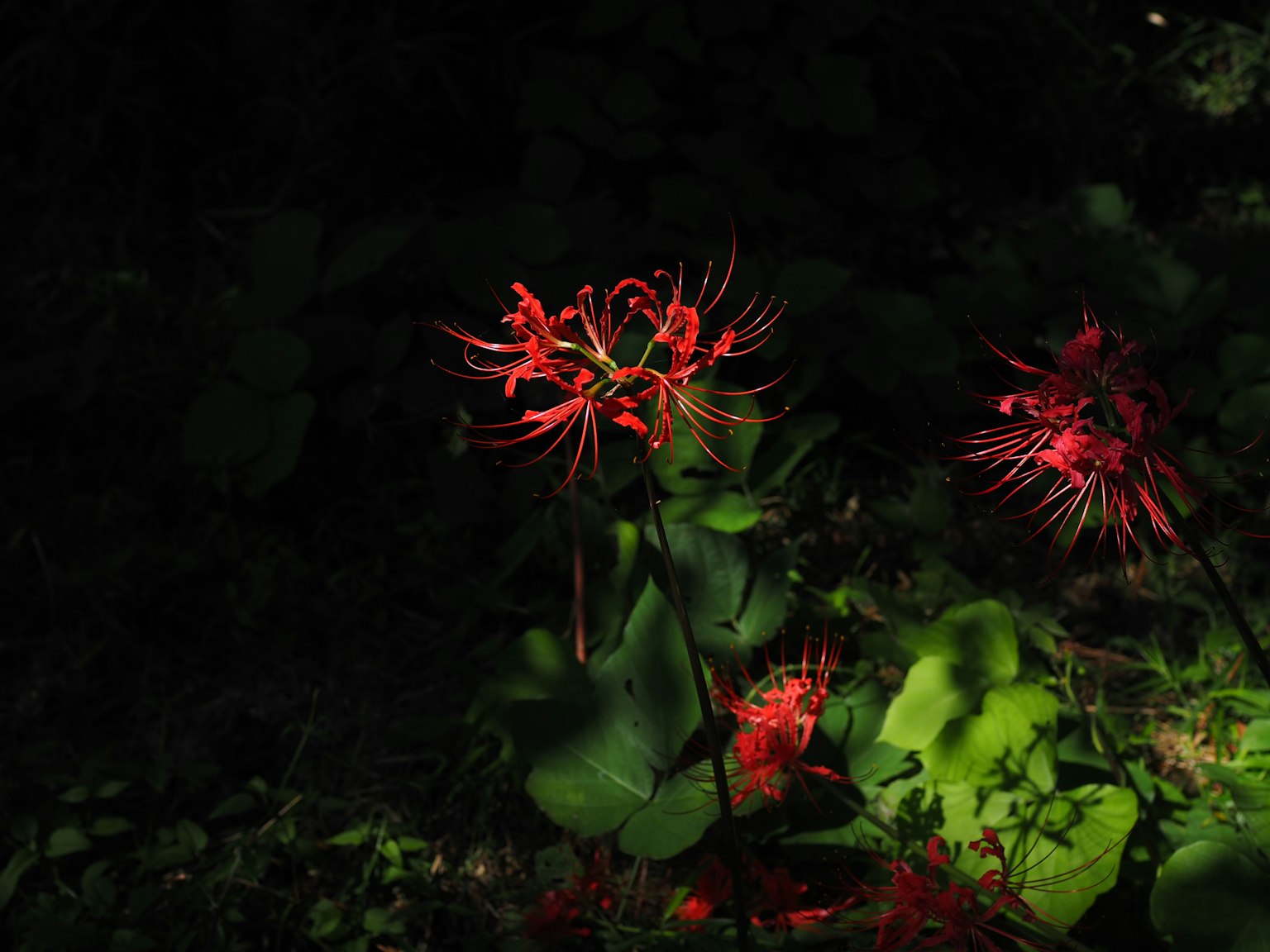 Fleurs rouges vibrantes fleurissant sur un fond sombre