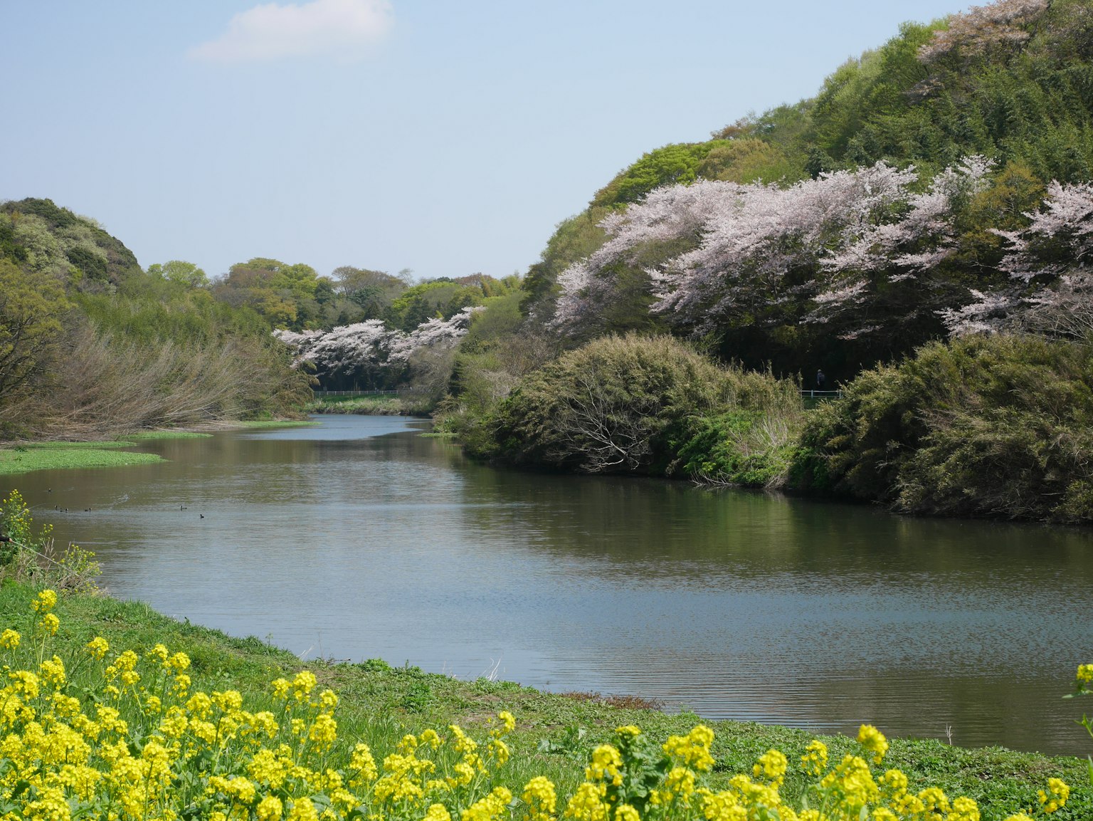 Pemandangan indah sungai dikelilingi pohon sakura