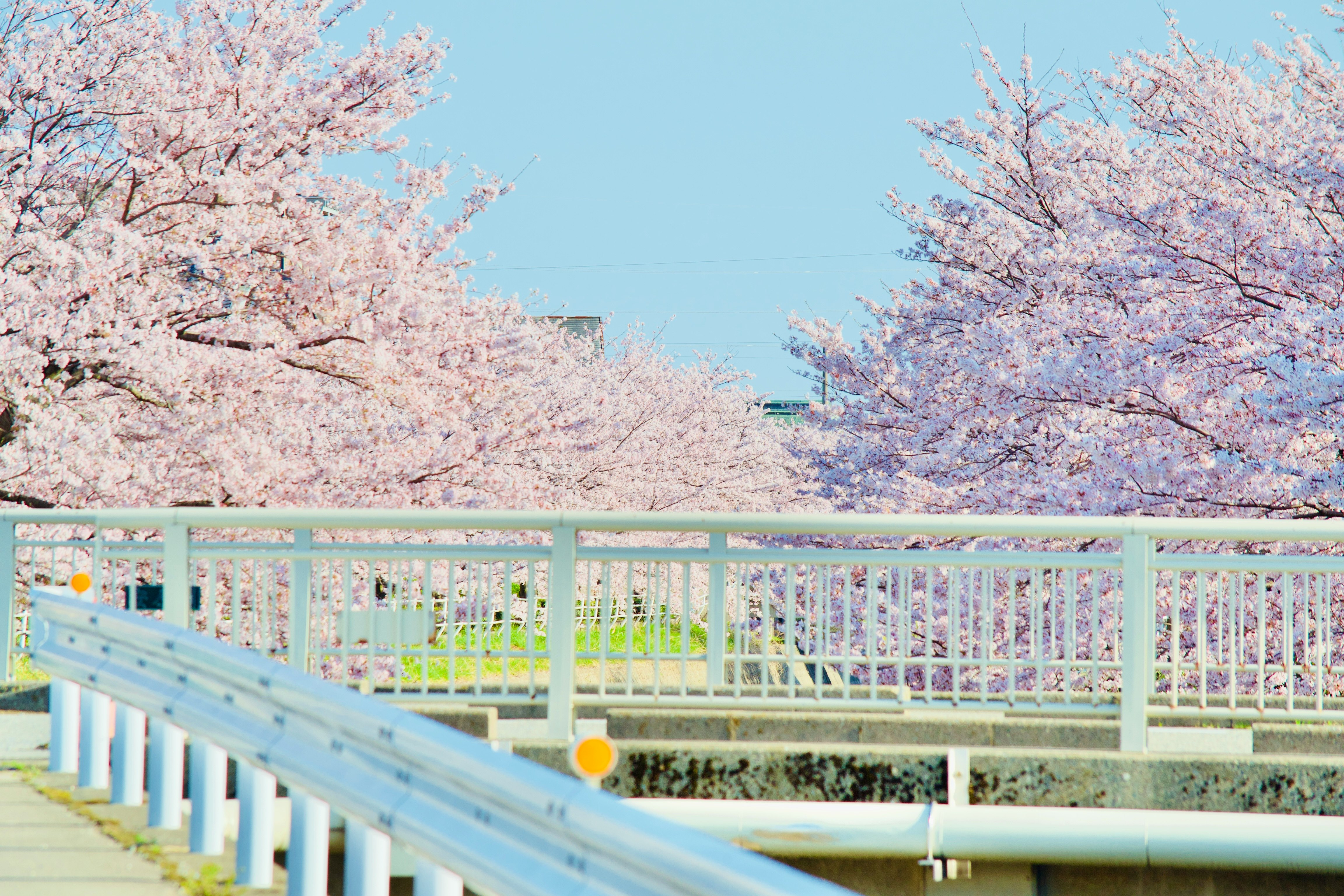 Viale di ciliegi in fiore con cielo azzurro