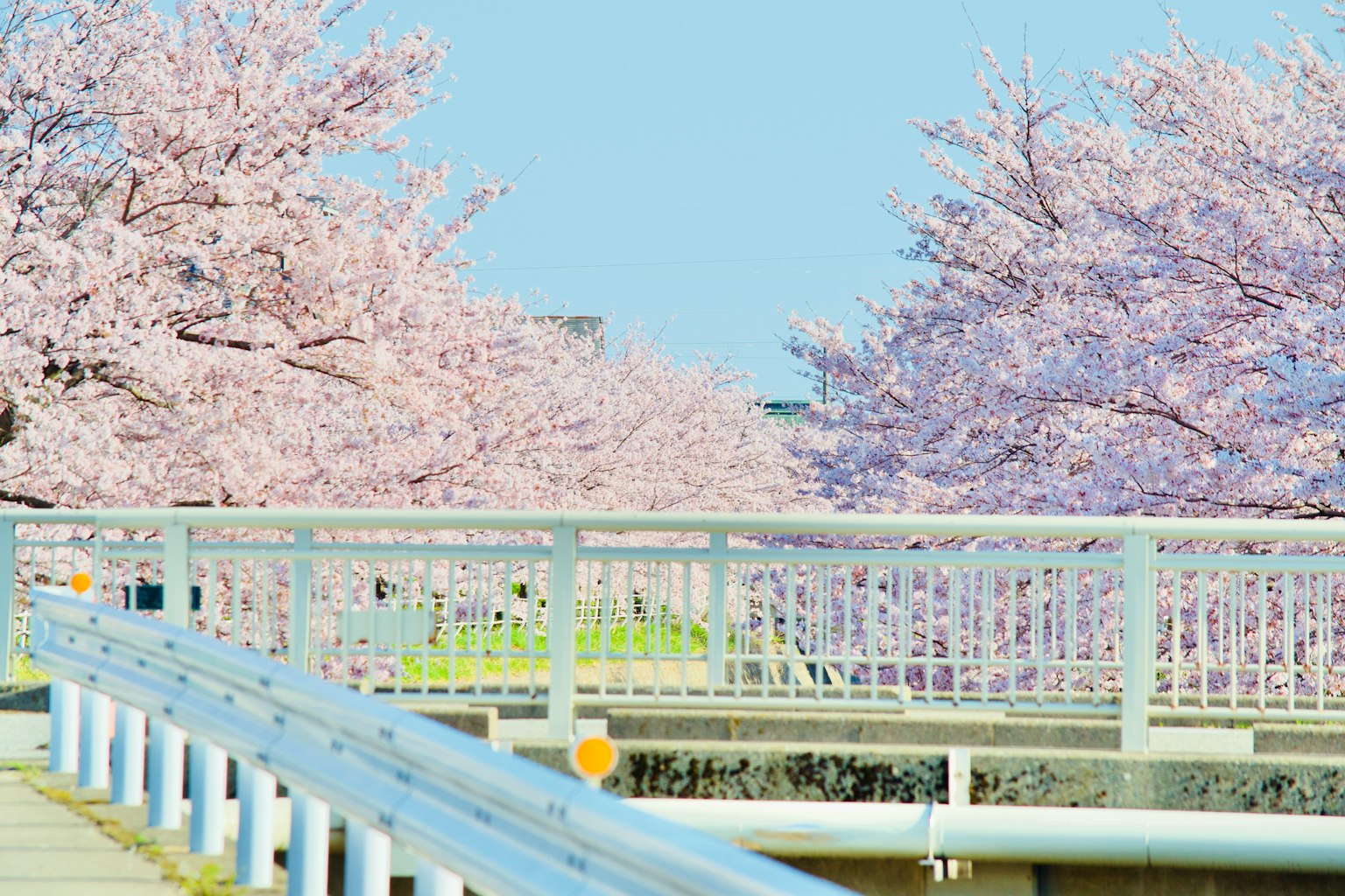 Puente blanco sobre un paisaje con árboles de cerezo en flor