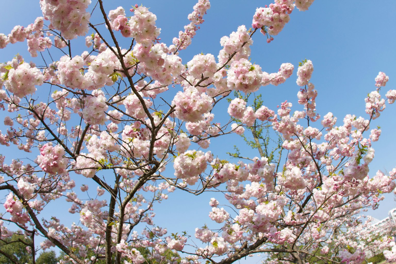 Rami di ciliegio in fiore contro un cielo blu