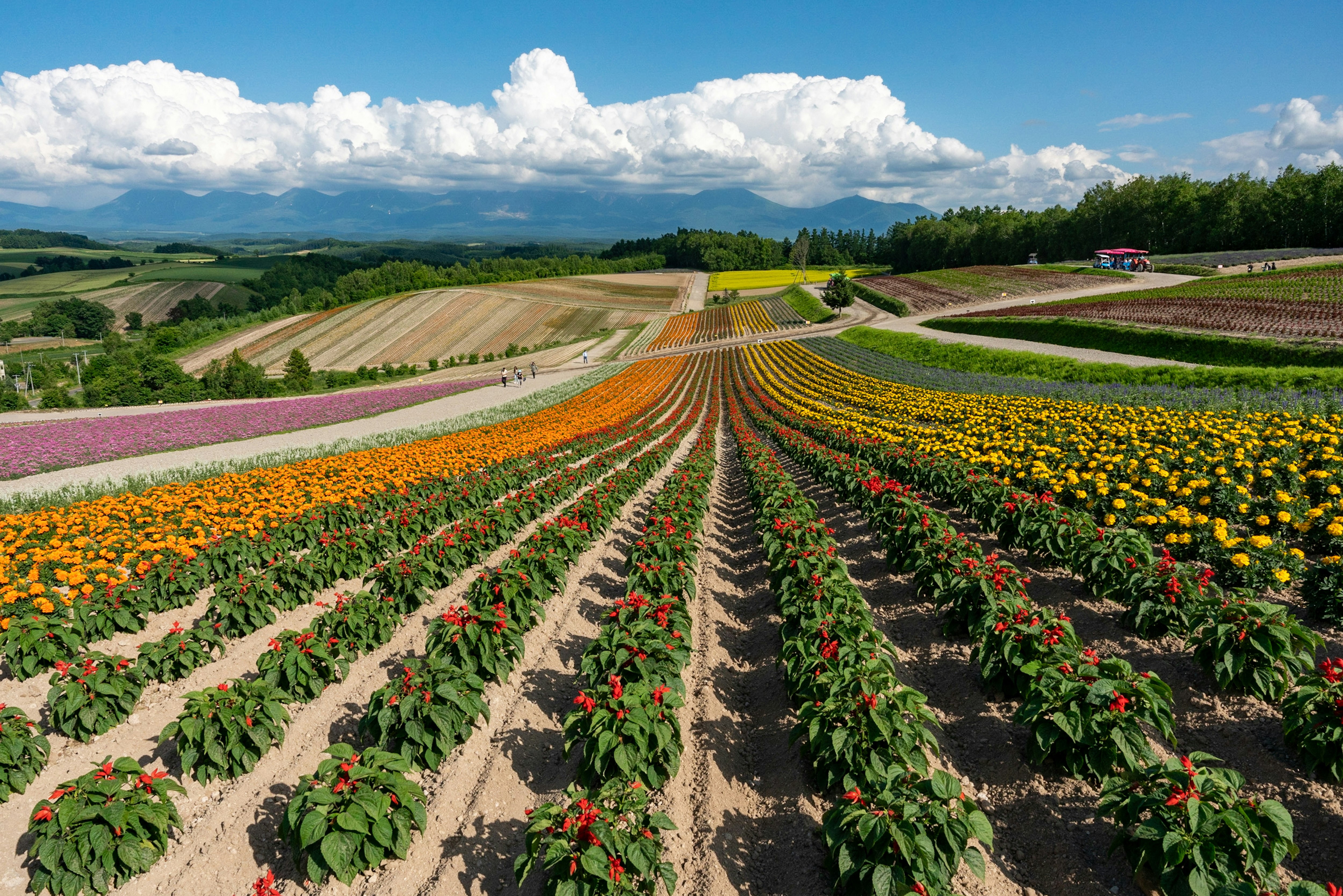 美瑛町の四季彩の丘に広がる花畑の一本道と畑の景色