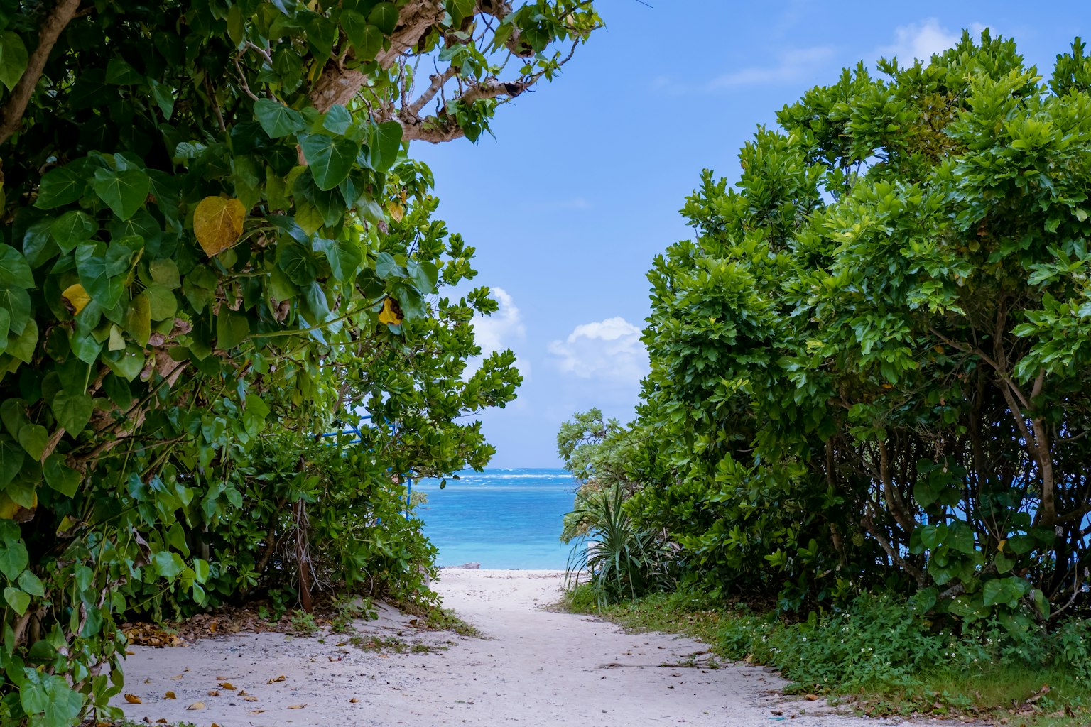 เส้นทางไปยังชายหาดทรายที่มีมหาสมุทรสีน้ำเงิน