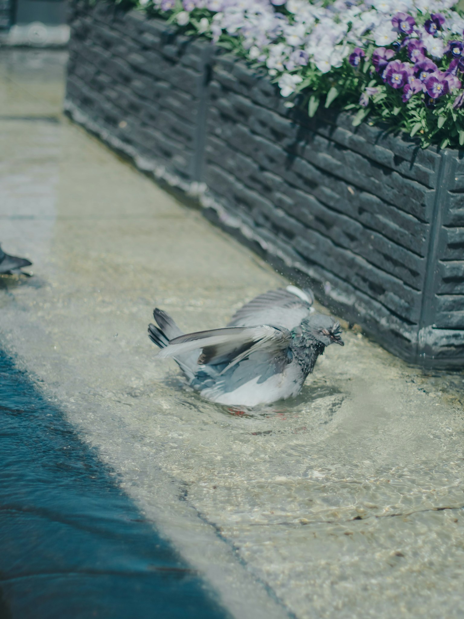 Tauben baden in einer Pfütze neben Blumenkübeln