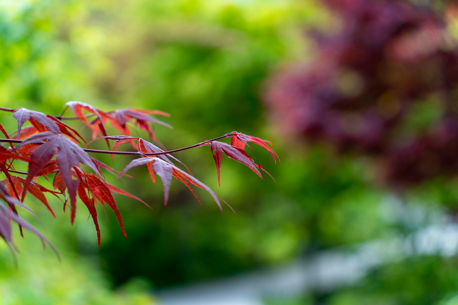 Rama de un arce japonés con hojas rojas y fondo verde borroso