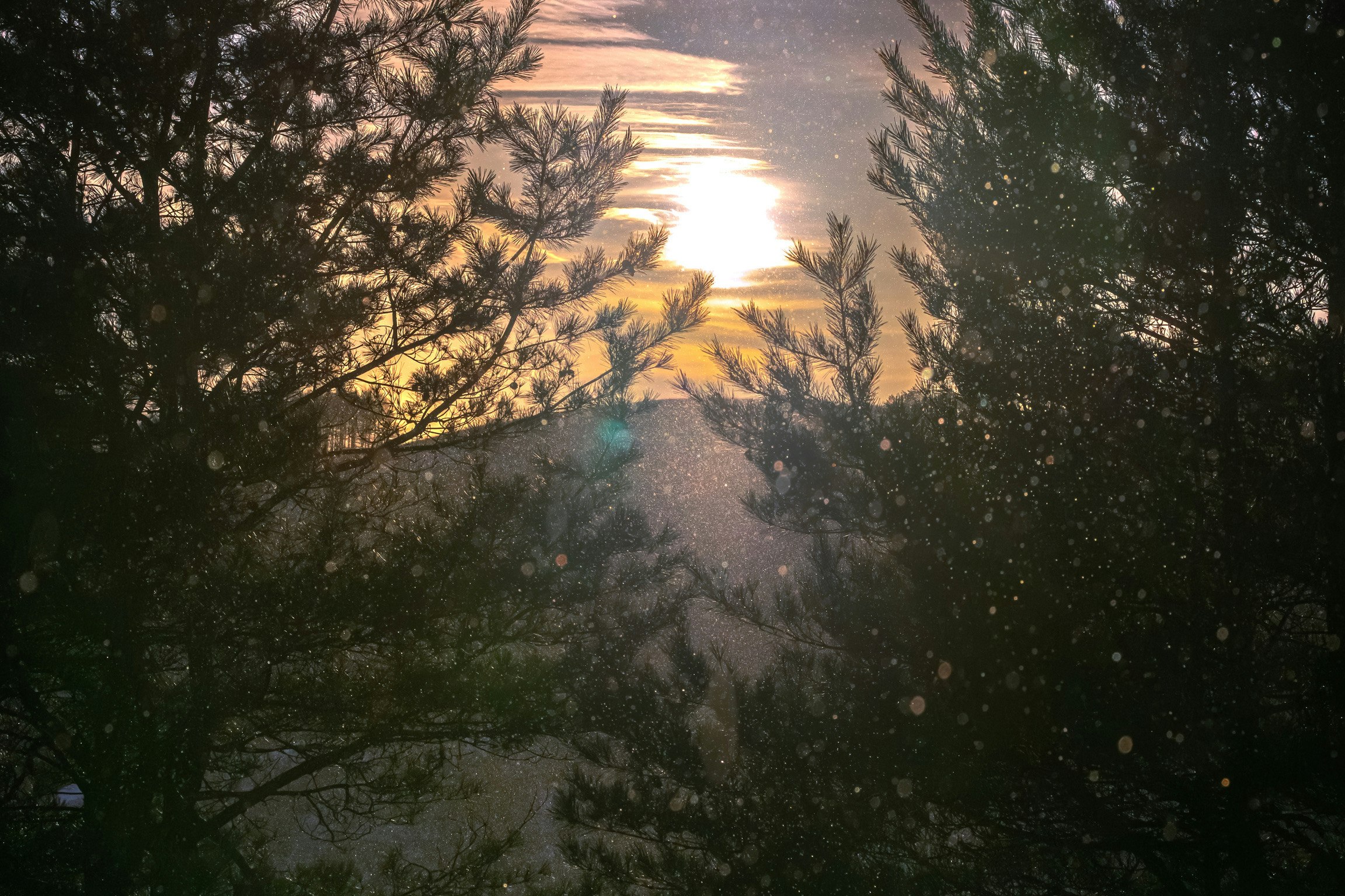 木々の間から見える夕日と雲の美しい景色