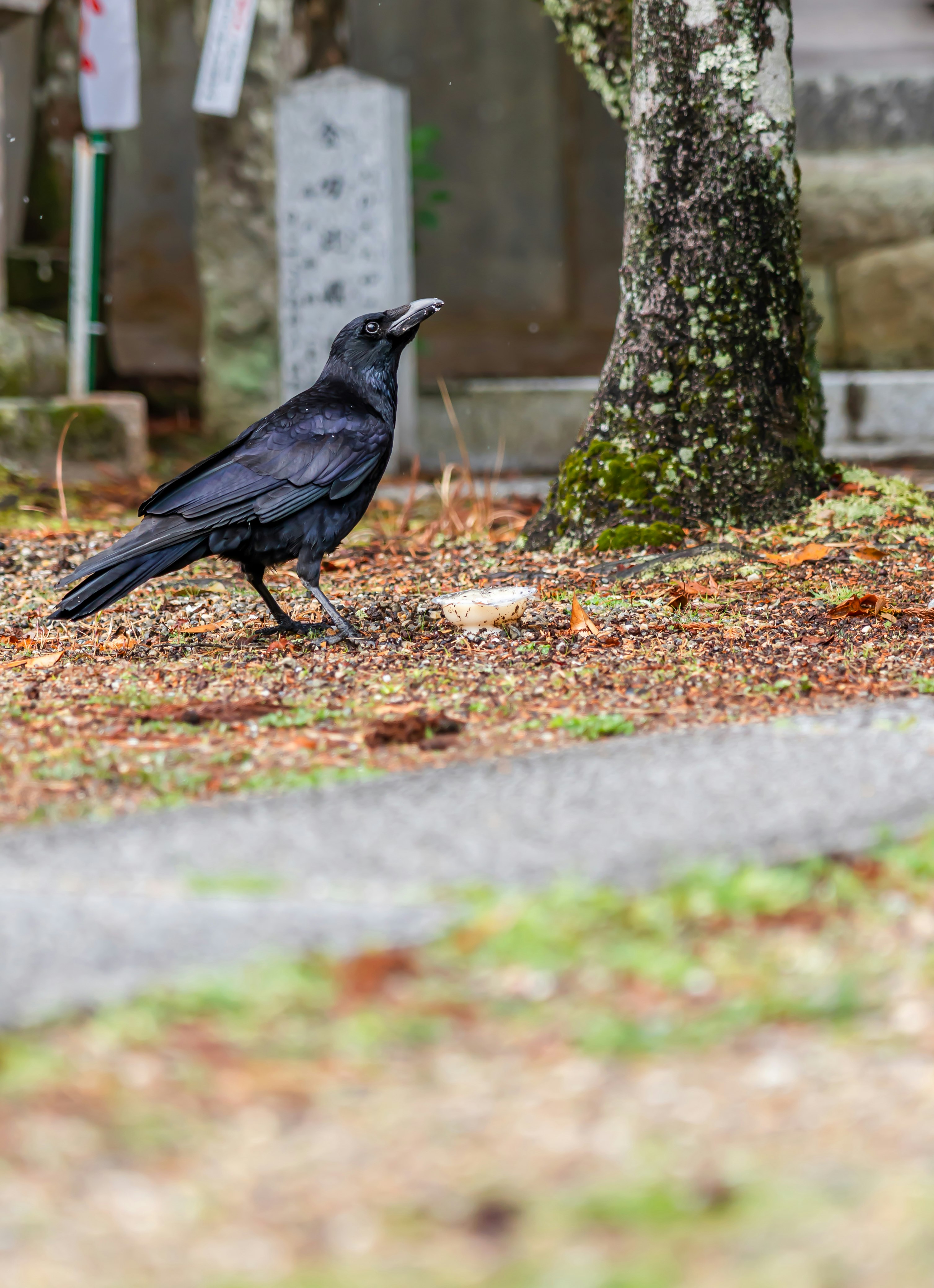 石畳の庭先で落ち着くカラス