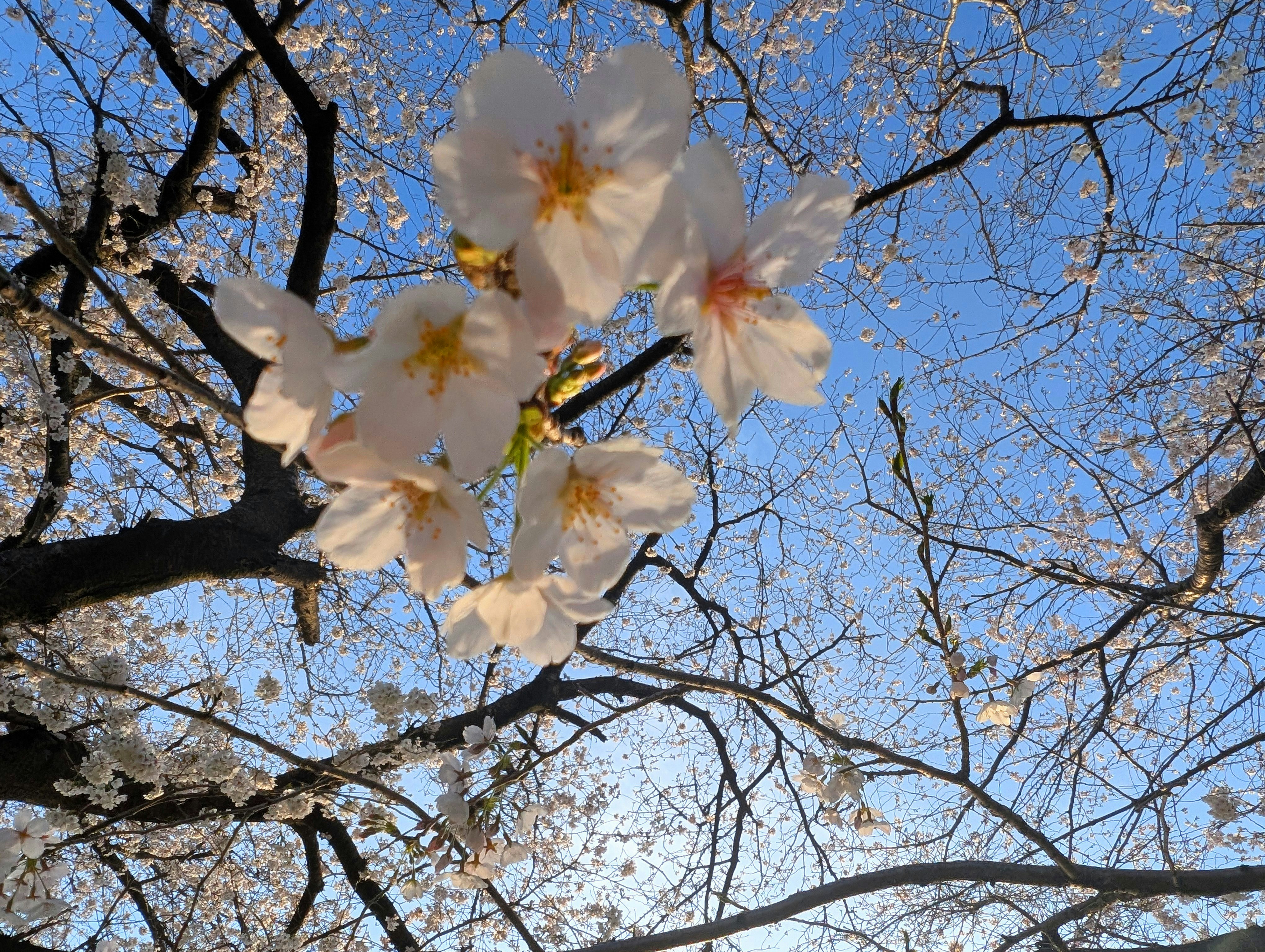 淡い青空に咲く桜の花びらと枝先
