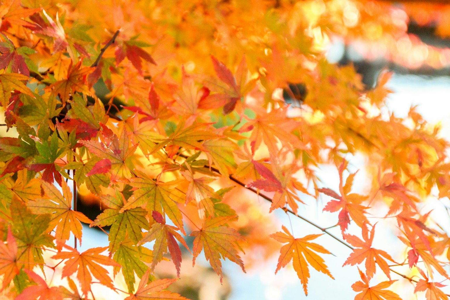 Hojas de otoño naranjas brillantes en una rama de árbol