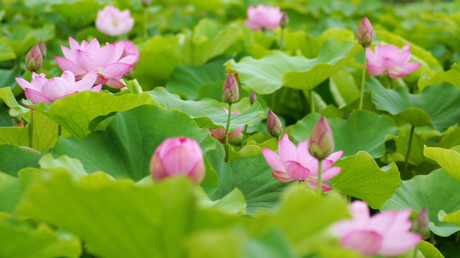 Hoa sen hồng nở giữa những chiếc lá xanh