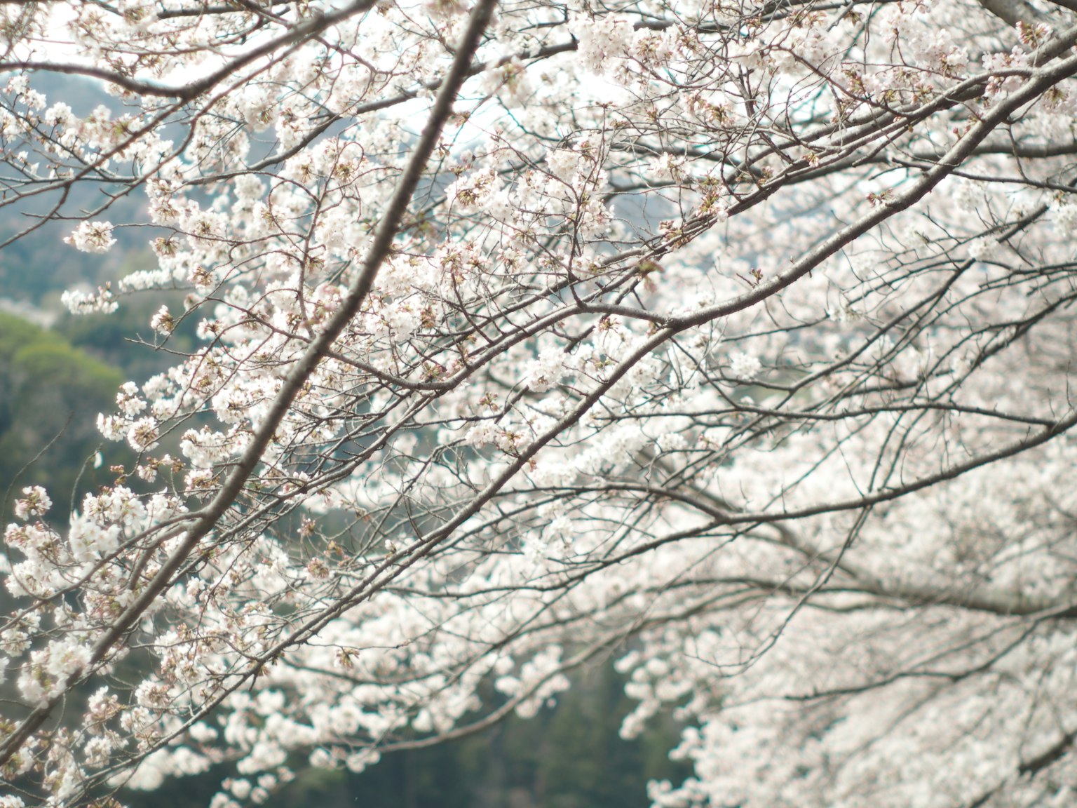 Close-up cabang bunga sakura