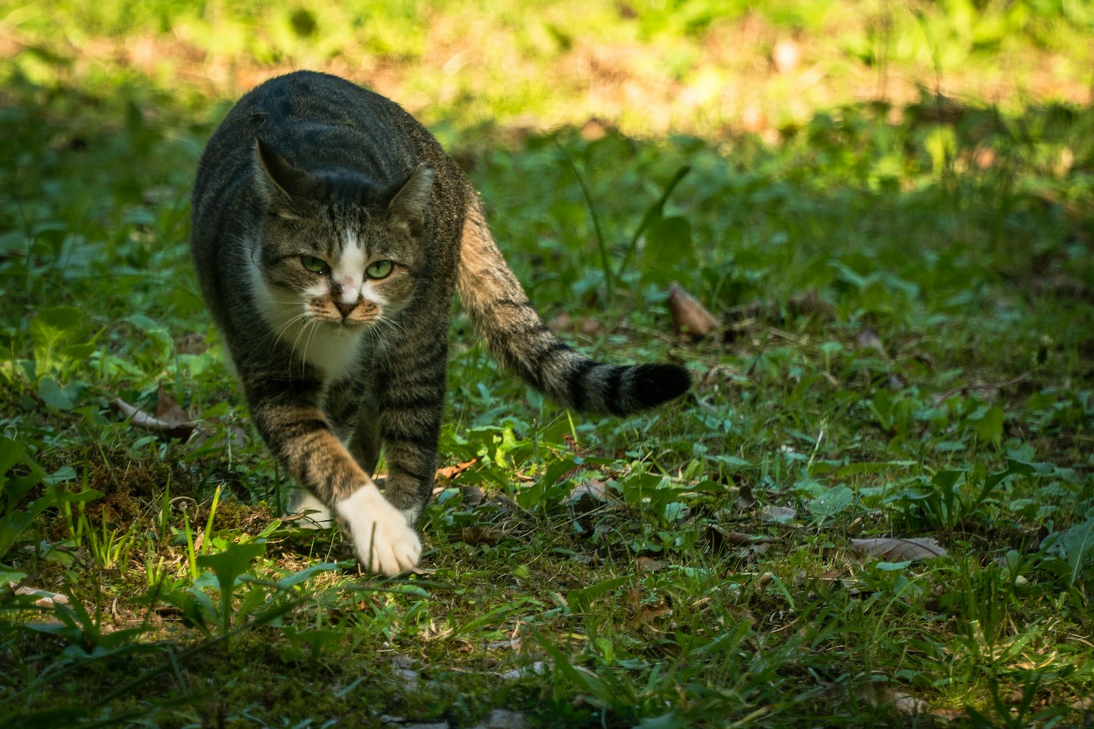 Gatto grigio che cammina sull'erba al sole