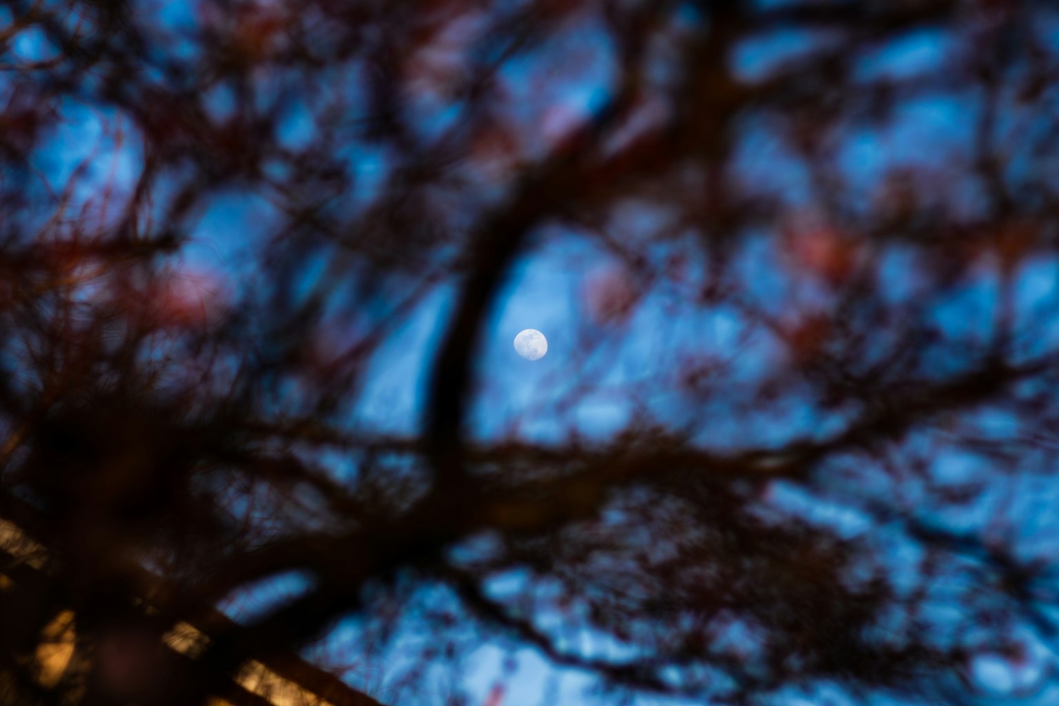 Moon seen through blurred tree branches with a blue sky