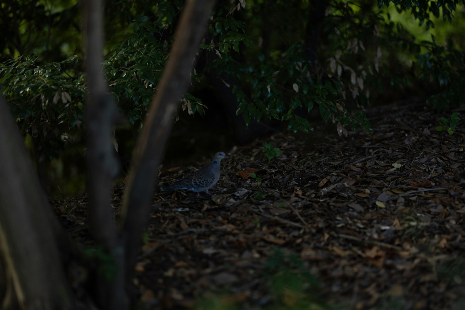 A blue bird in a dimly lit forest among tree trunks