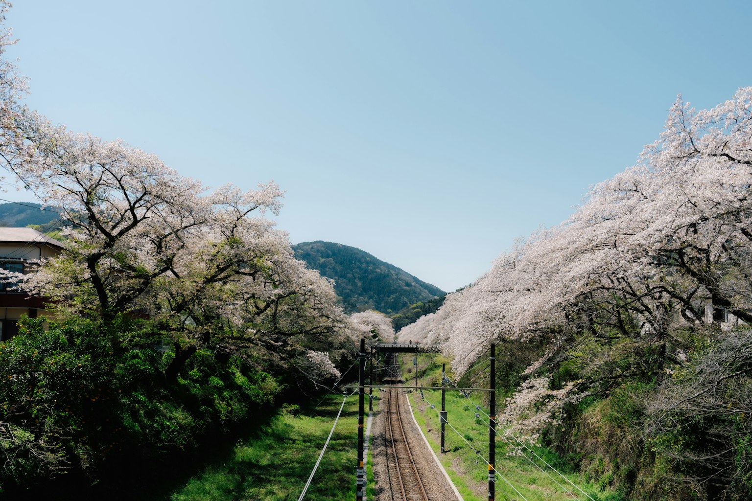 櫻花樹沿著鐵路排列的美麗風景，藍天之下