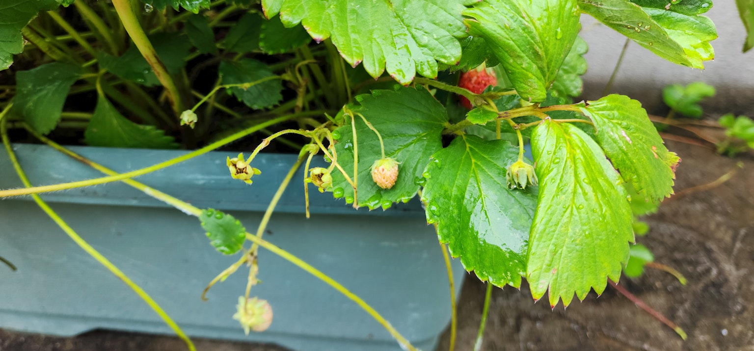 Un vaso con foglie di fragola verdi e diverse fragole mature e immature