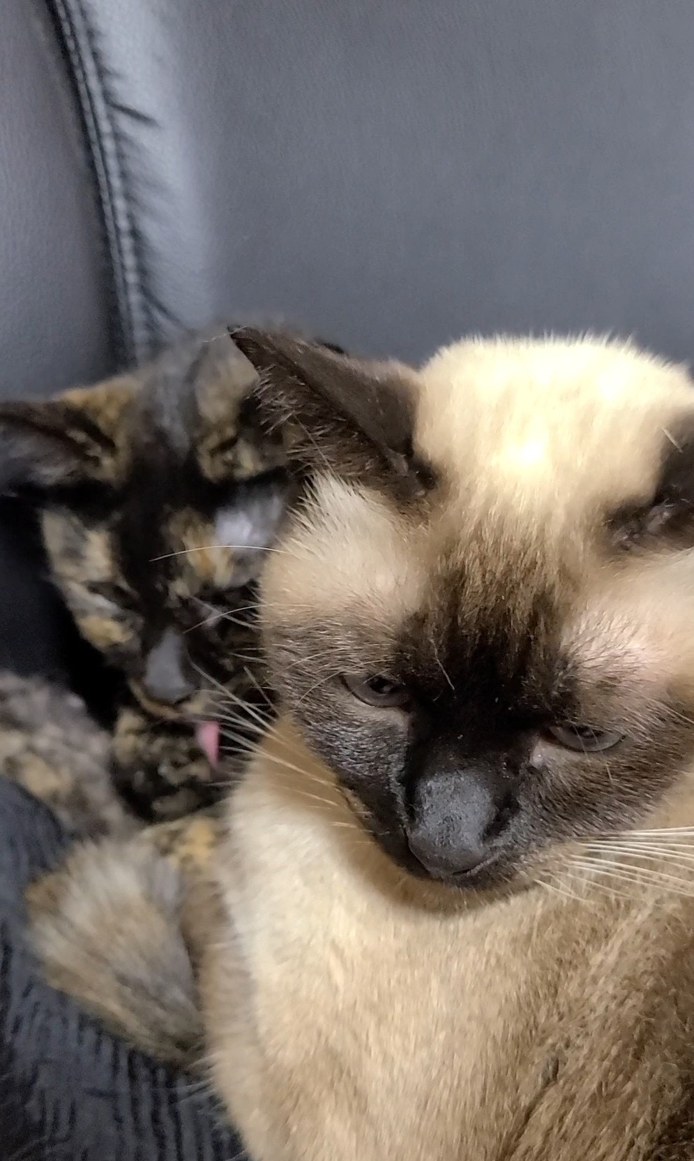 寄り添う2匹の猫の寝顔