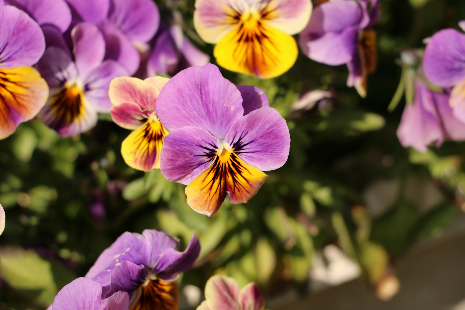 Gros plan de fleurs de pensée violettes et jaunes en pleine floraison