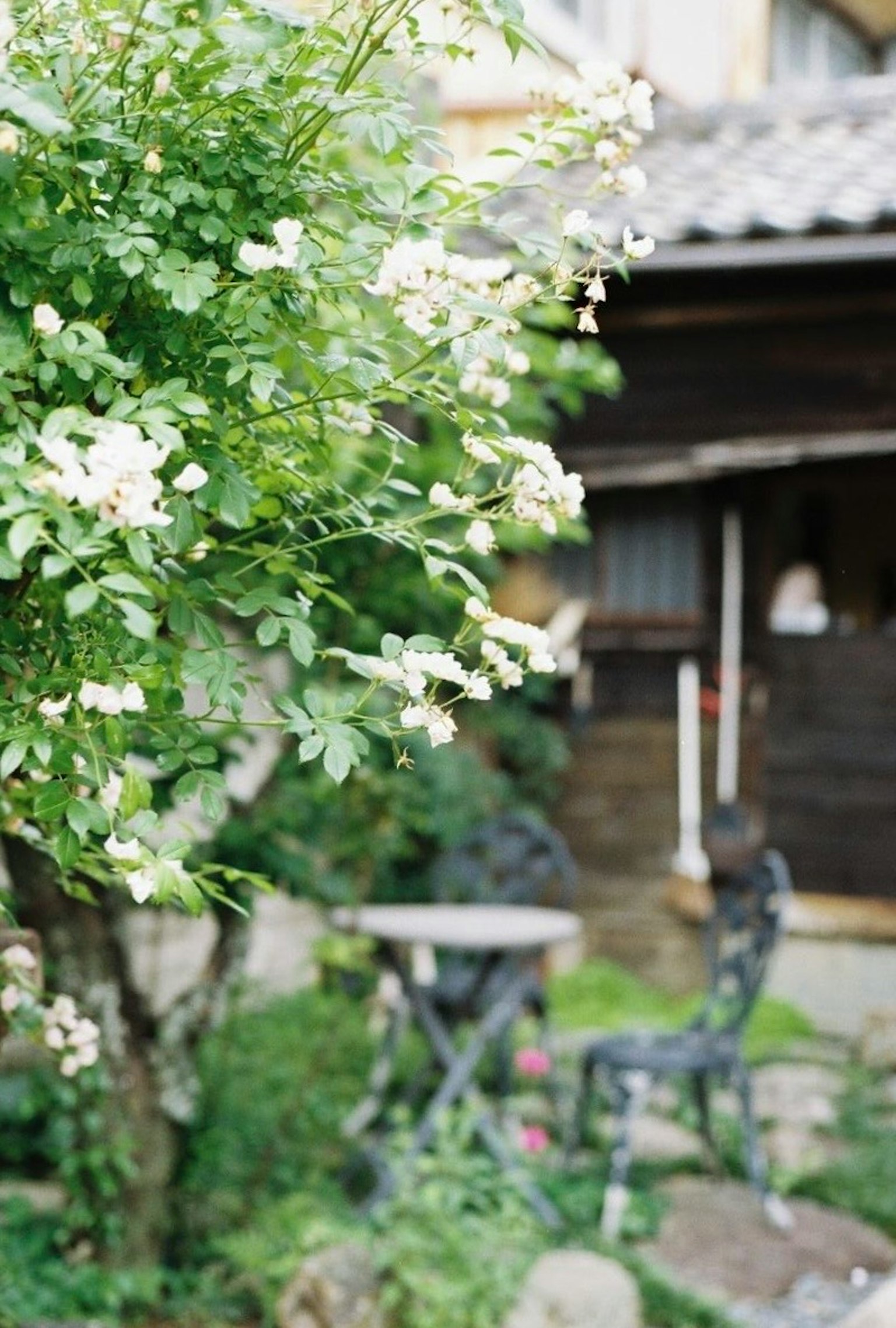 Una escena de jardín con un árbol en flor y una casa de madera rústica