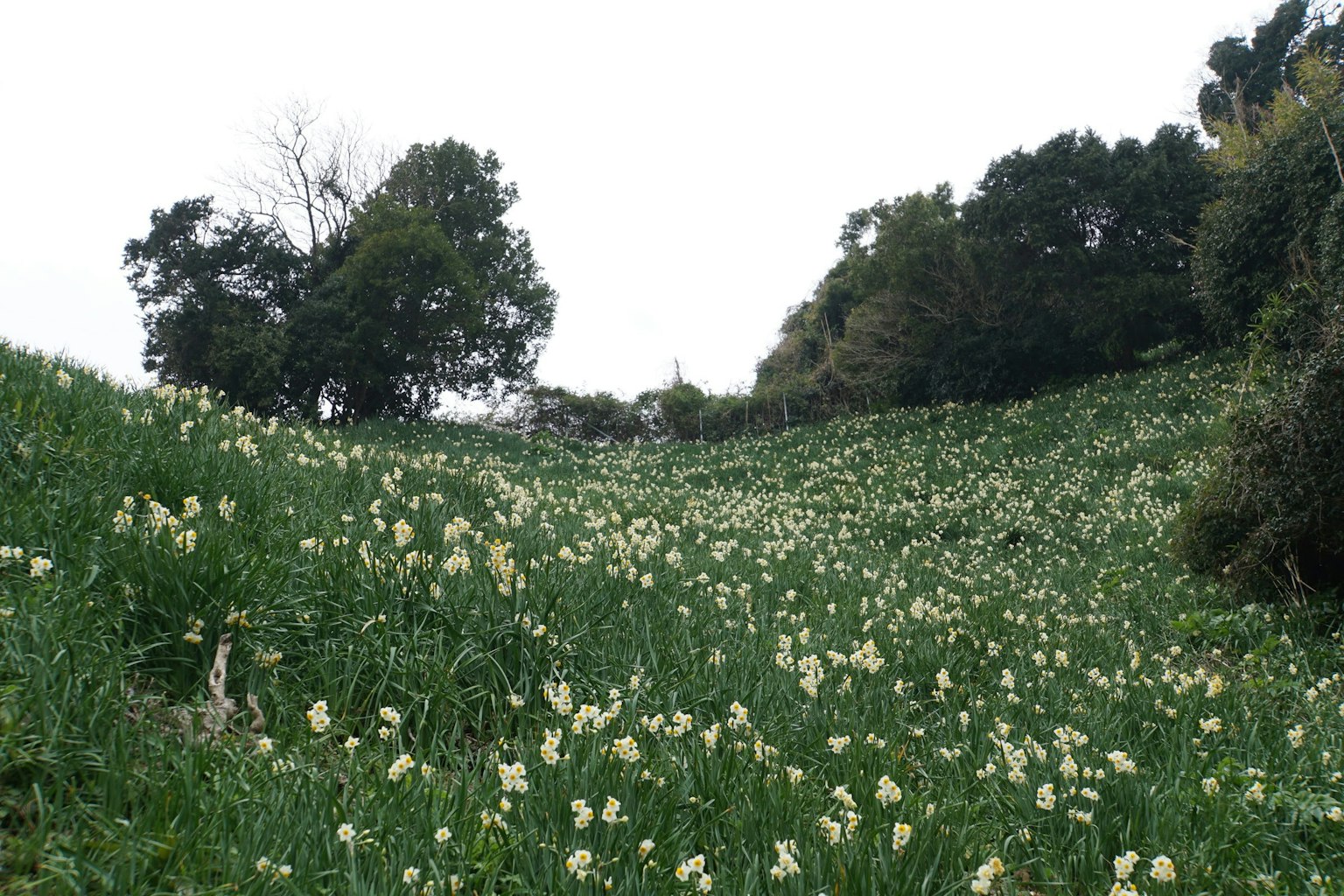 Eine grüne Hügel Landschaft mit weißen Blumen und Bäumen