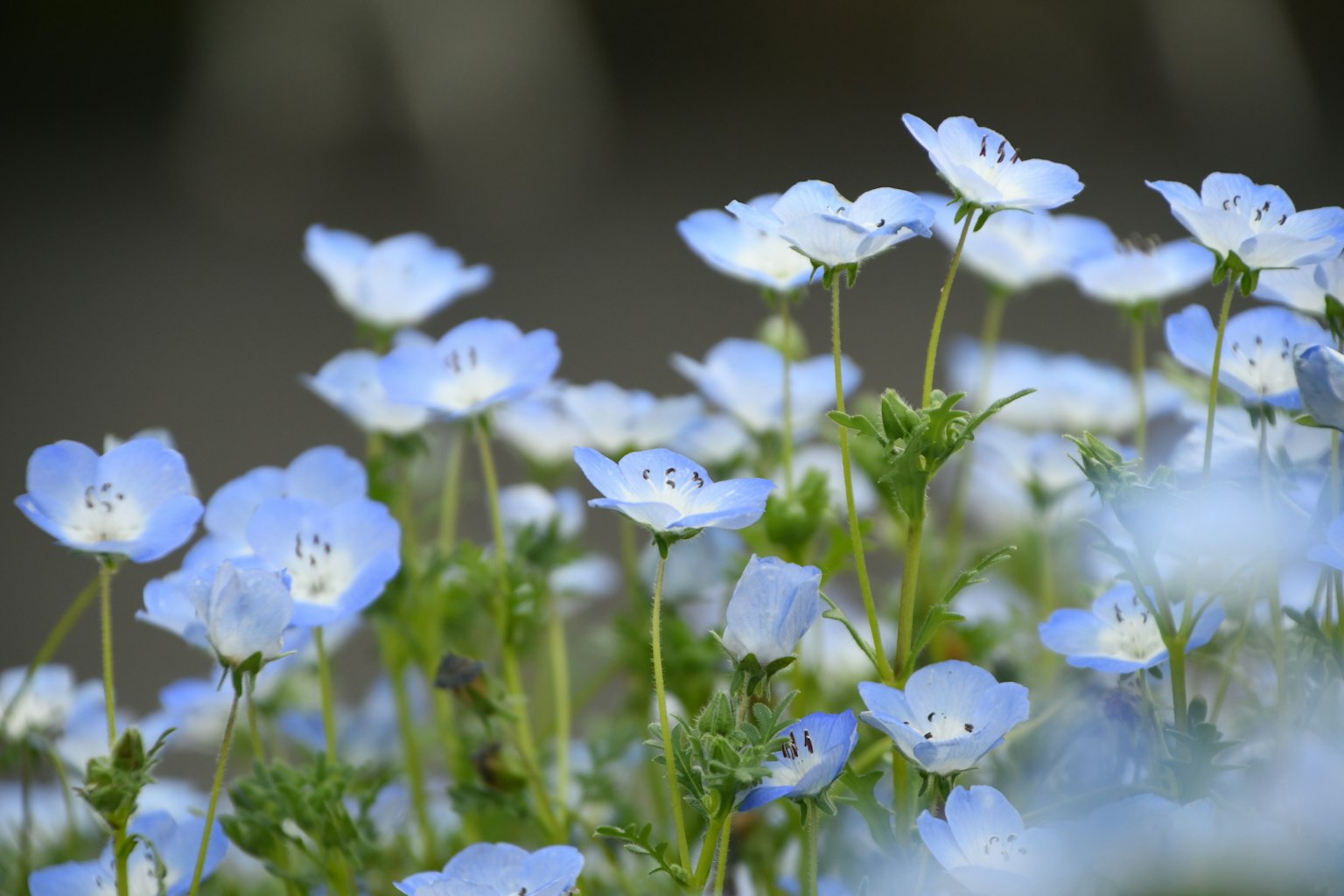 Feld mit zarten blauen Blumen in voller Blüte