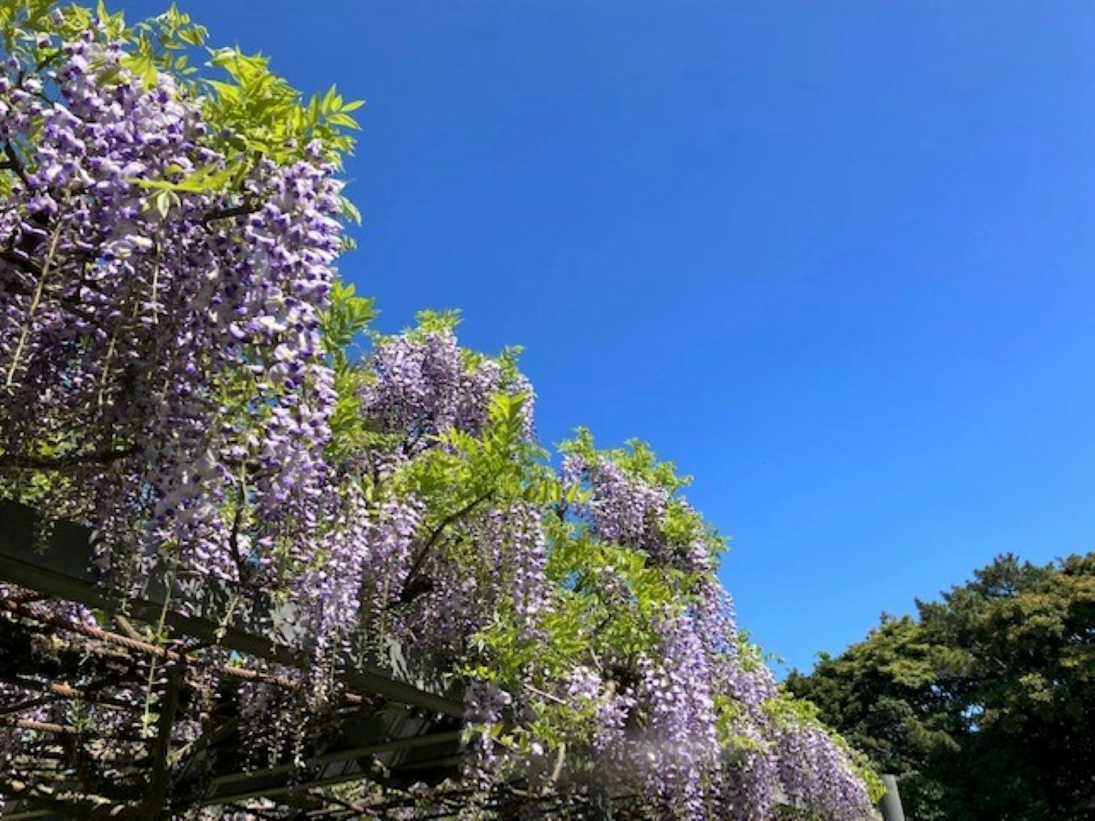 Fiori di glicine viola e foglie verdi sotto un cielo blu chiaro