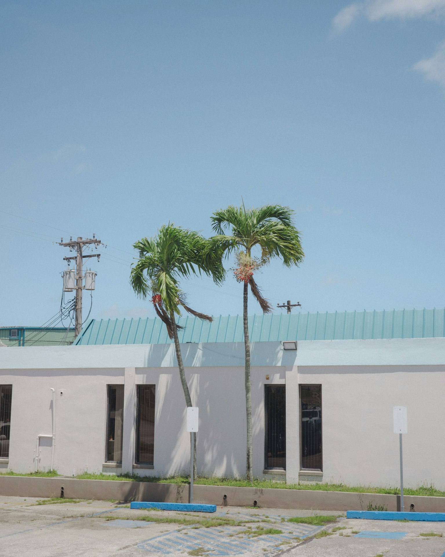 蓝天下的白色建筑和棕榈树
