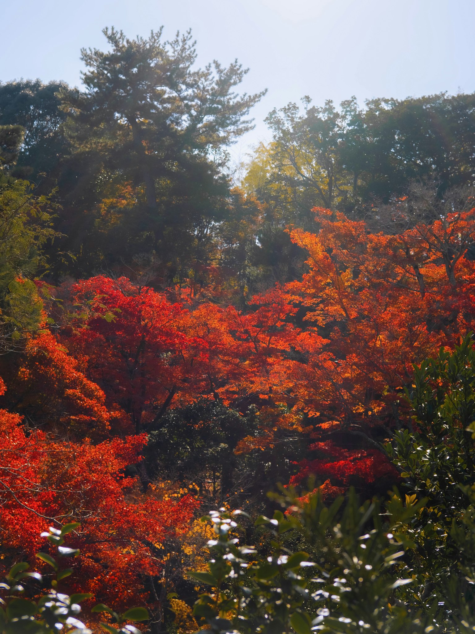 Lebendige Herbstblätter mit roten und orangenen Blättern