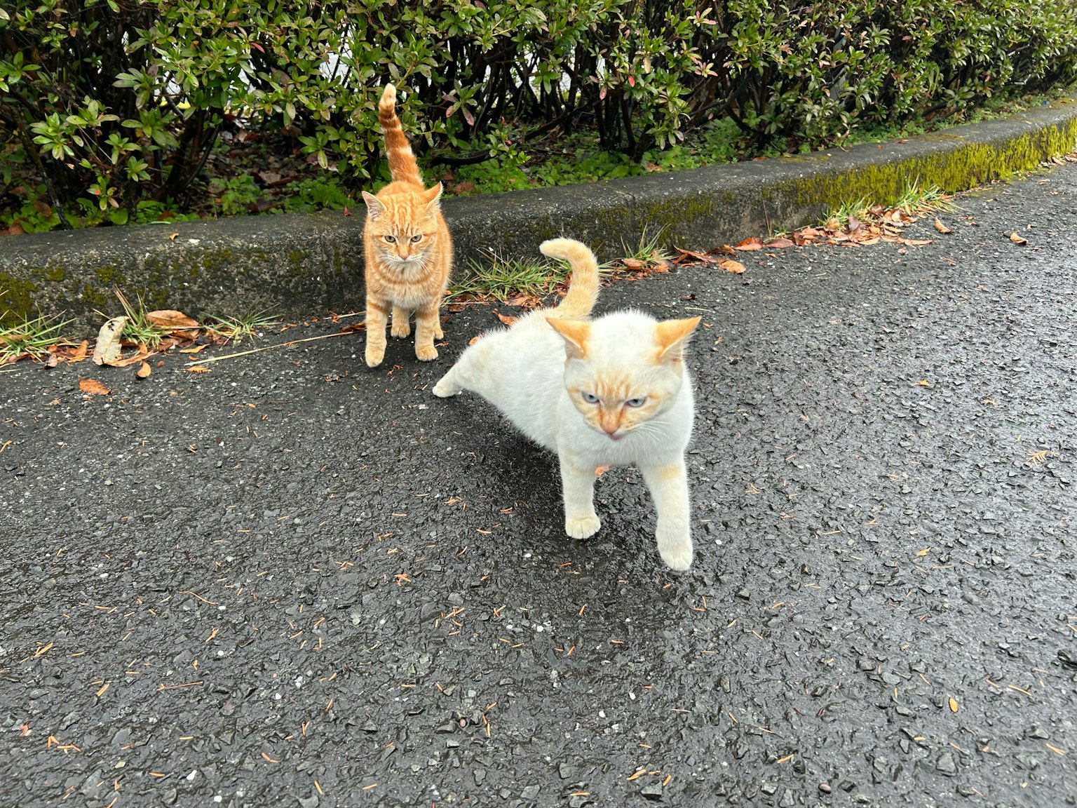 Dua kucing berjalan di jalan kucing oranye dan kucing putih