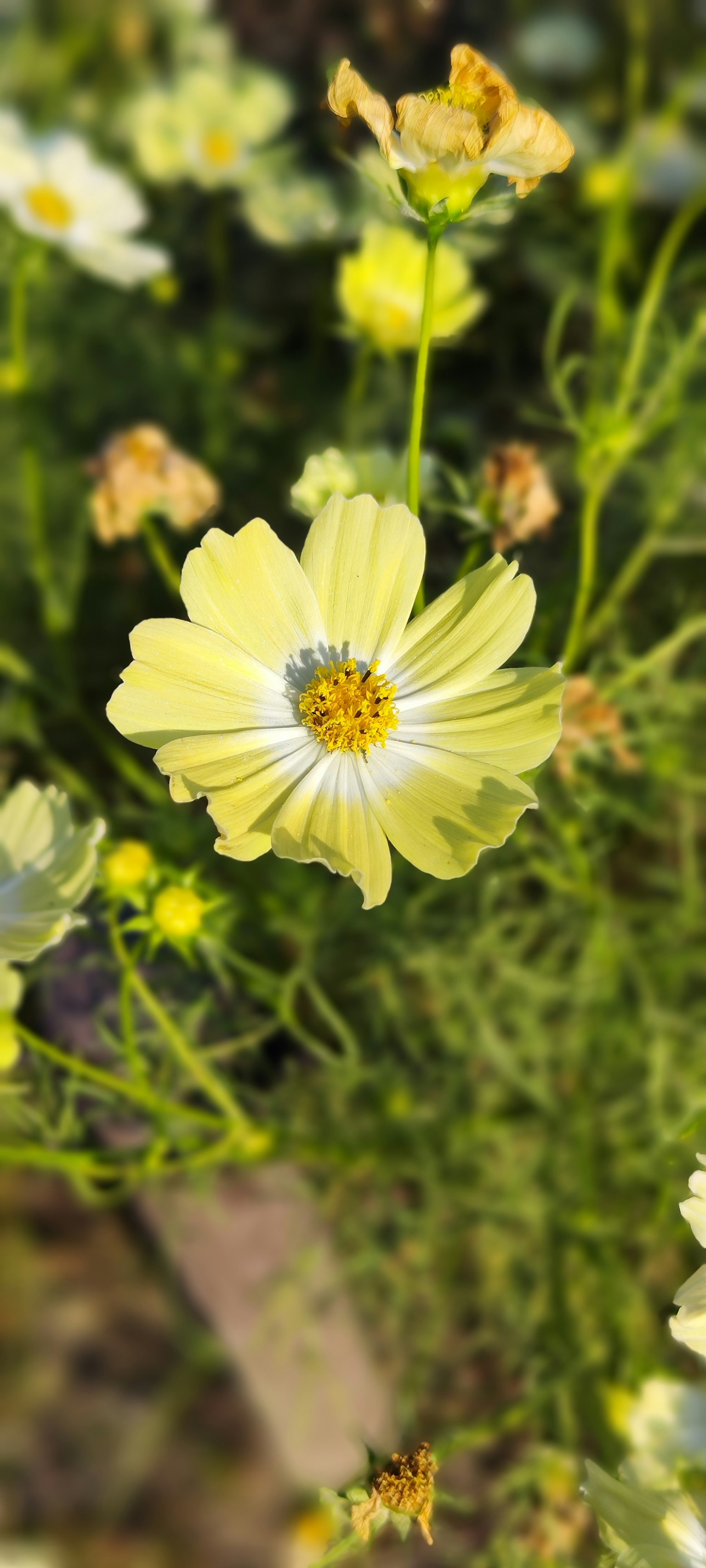 Primo piano di un fiore giallo con steli e foglie verdi