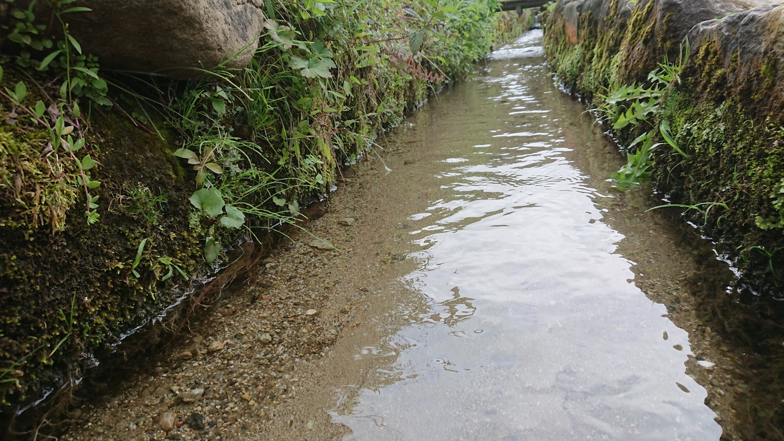 Ruisseau clair s'écoulant à travers un étroit canal entouré de verdure luxuriante