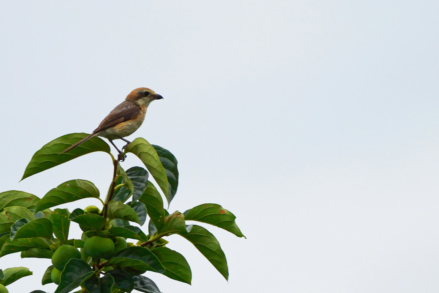 Un petit oiseau perché sur une feuille contre un ciel nuageux