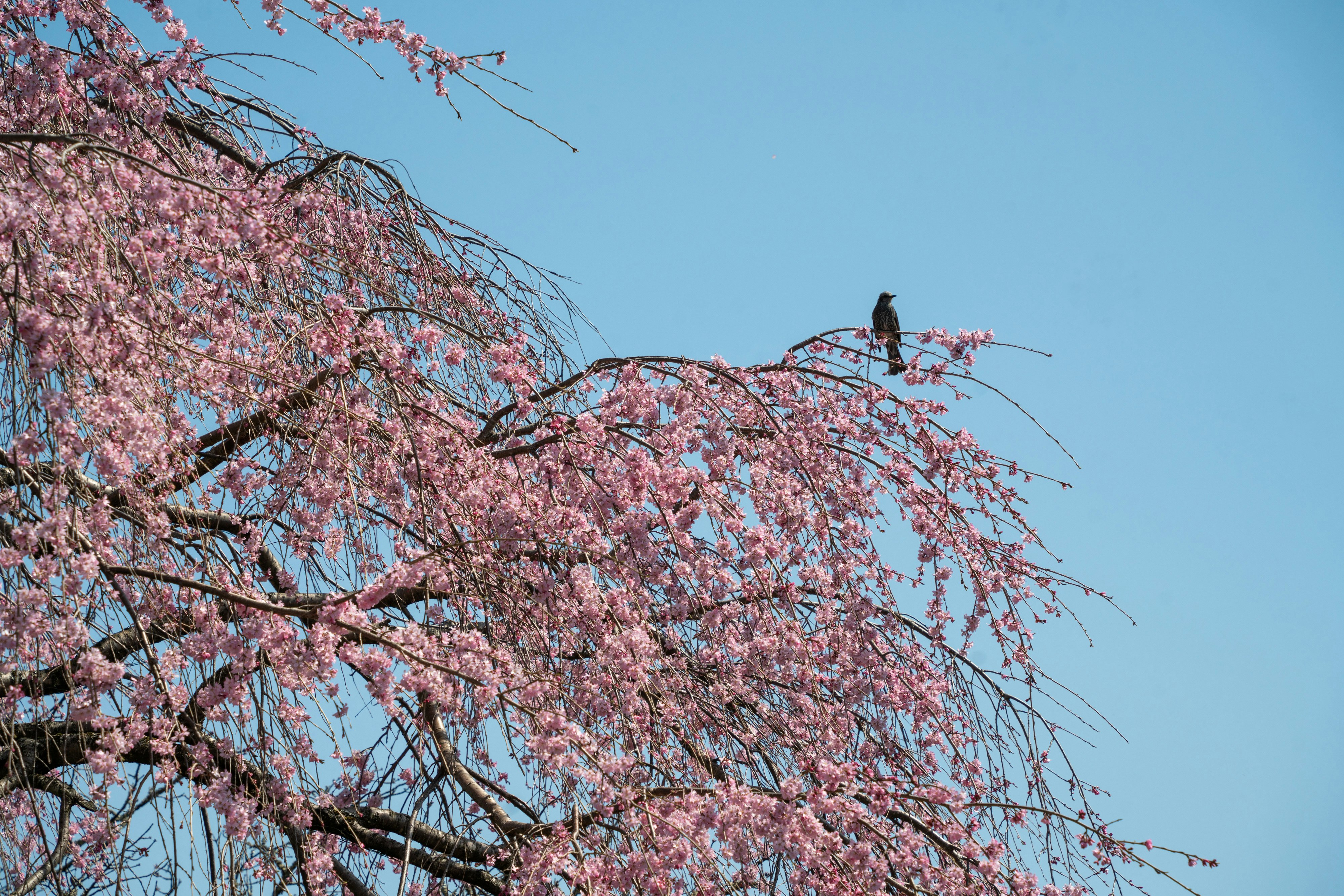 burung liar hinggap di dahan bunga sakura di bawah langit biru