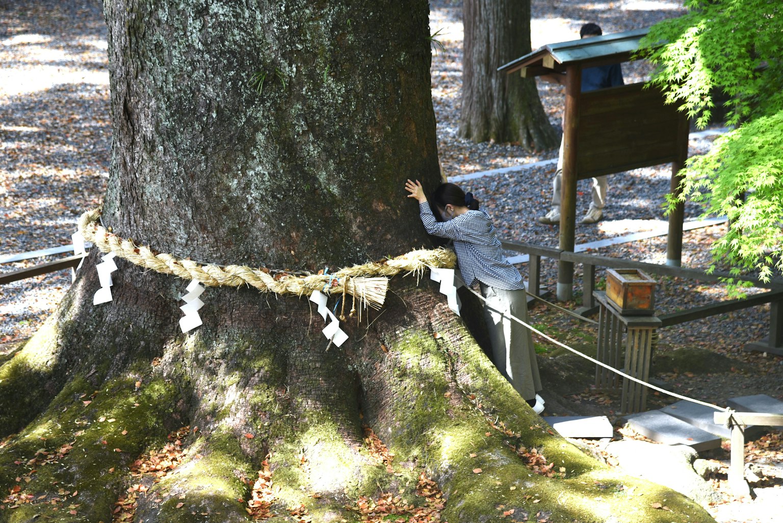 Una persona abrazando la base de un gran árbol con una cuerda sagrada alrededor