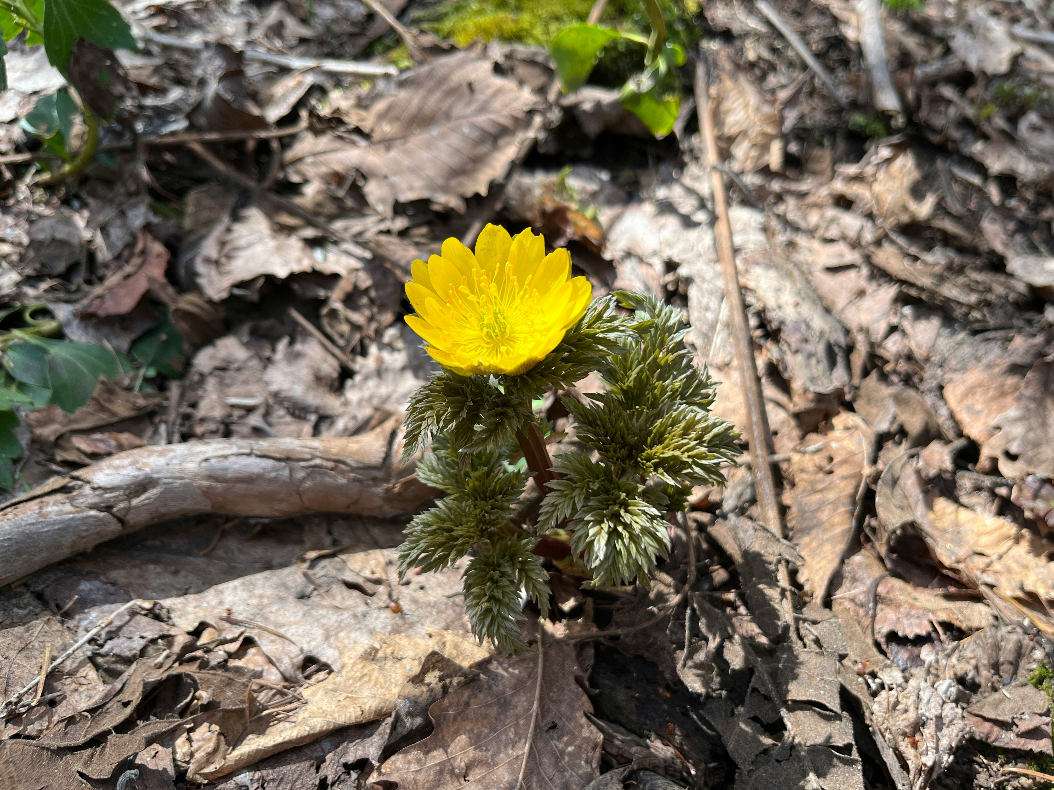 落ち葉の間に咲く黄色い花