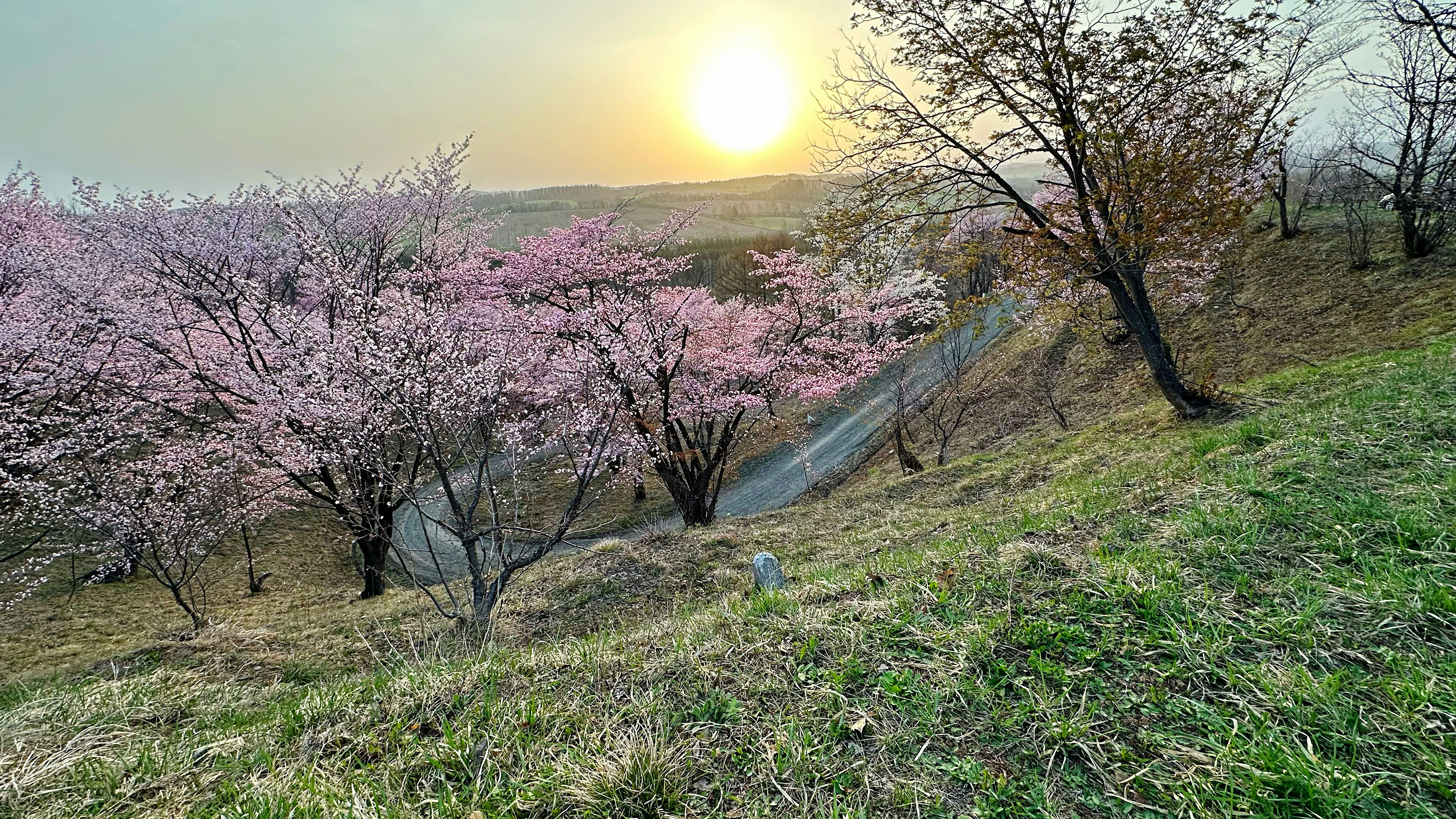 夕日に照らされた桃の花が咲く丘の斜面