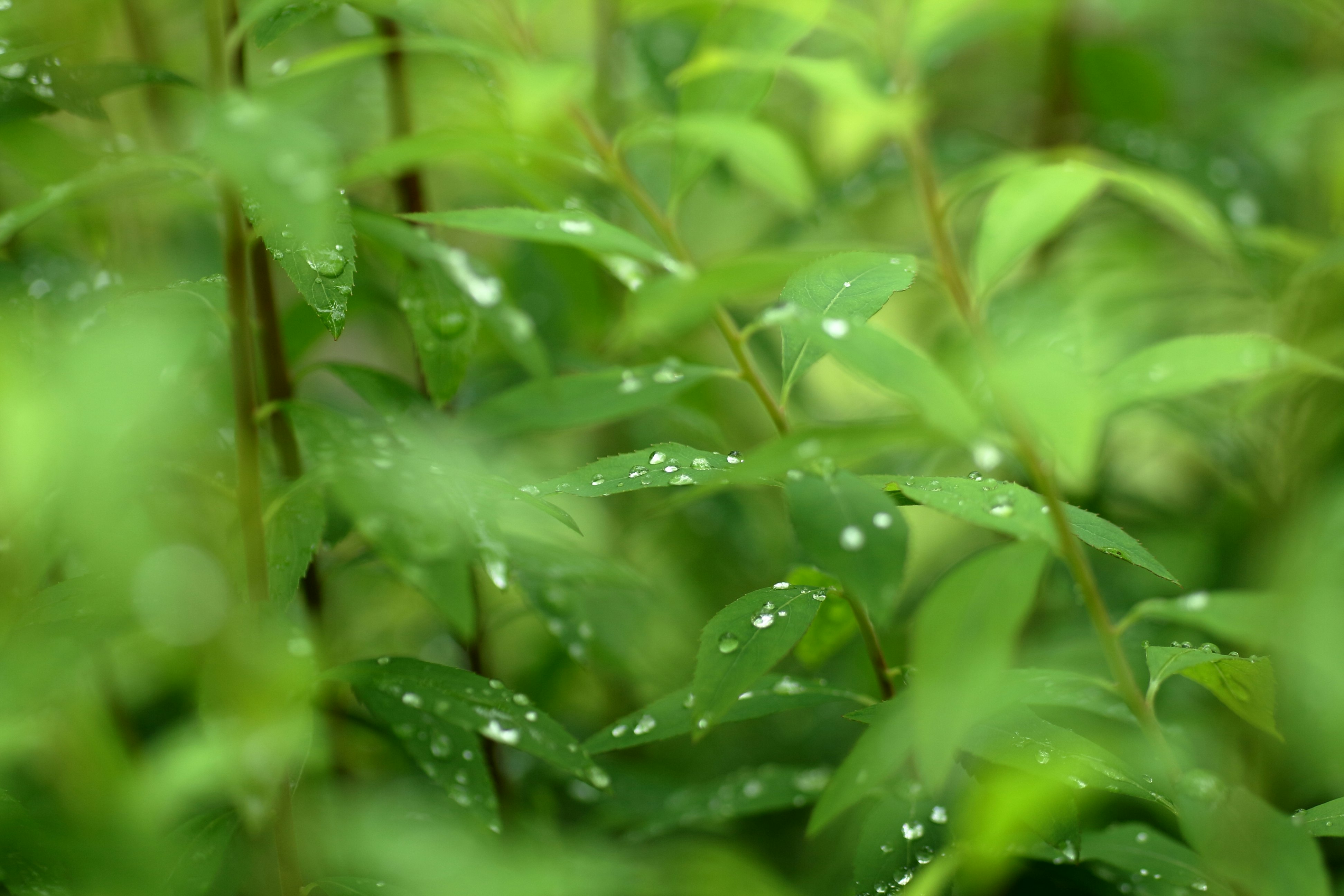 雨上がりの若葉に残る水滴のある草むら