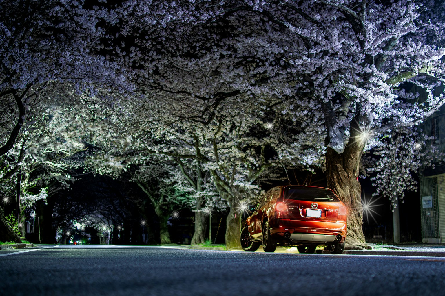 Una macchina rossa parcheggiata sotto alberi di ciliegio in fiore di notte
