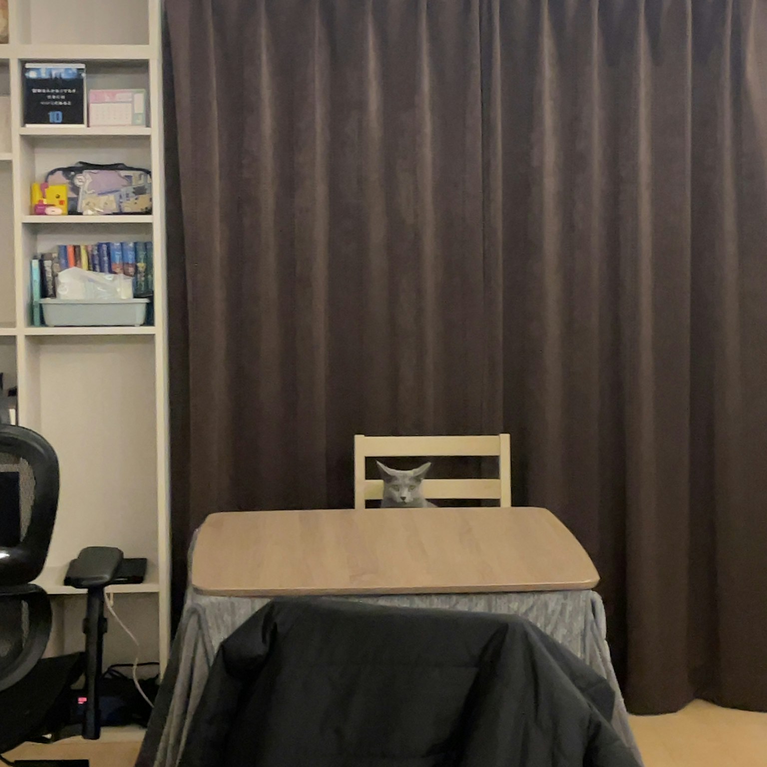 Zimmer mit einem Esstisch und einer Katze, die davor sitzt