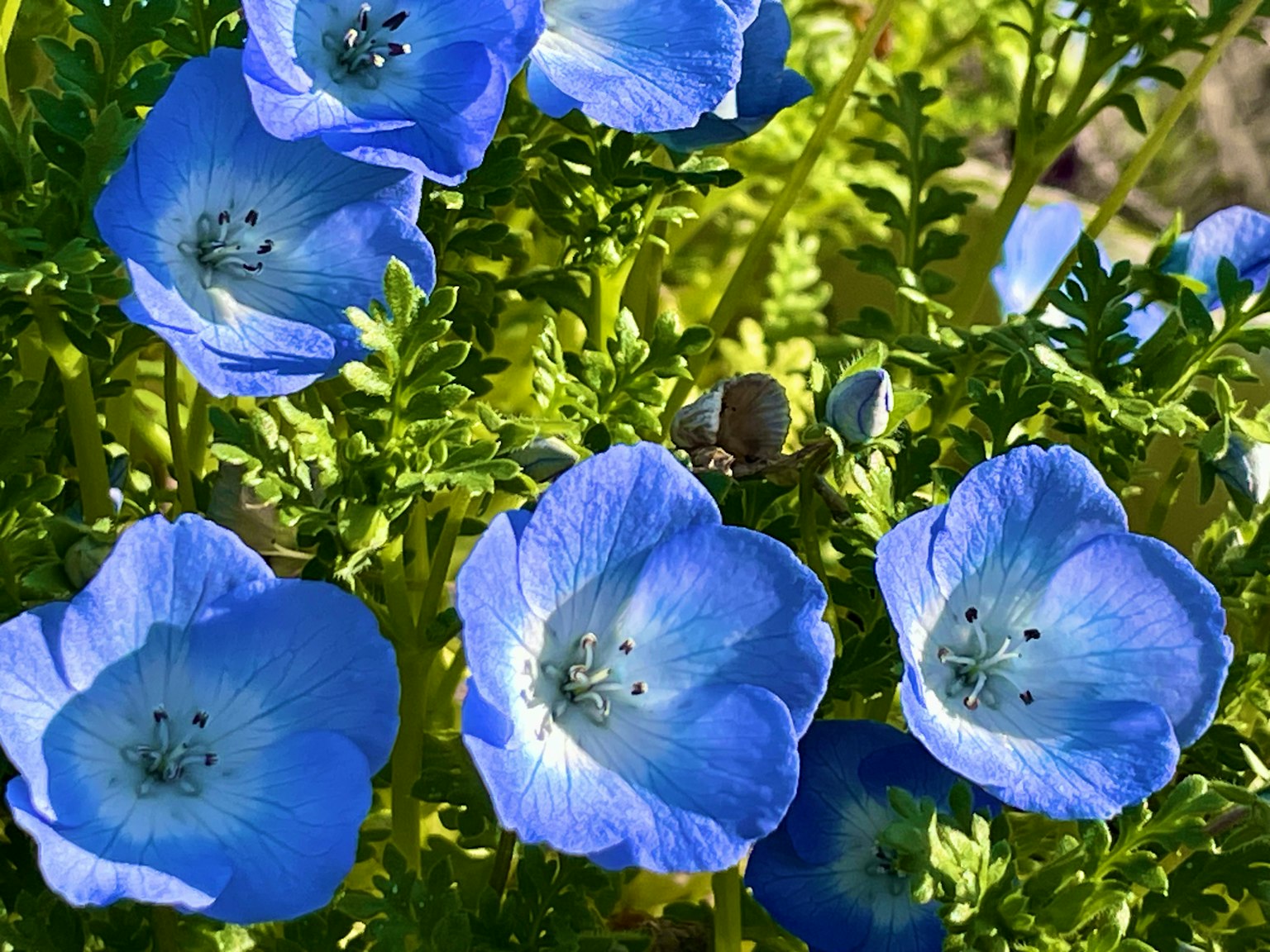 Grupo de flores de nemophila azules con hojas verdes