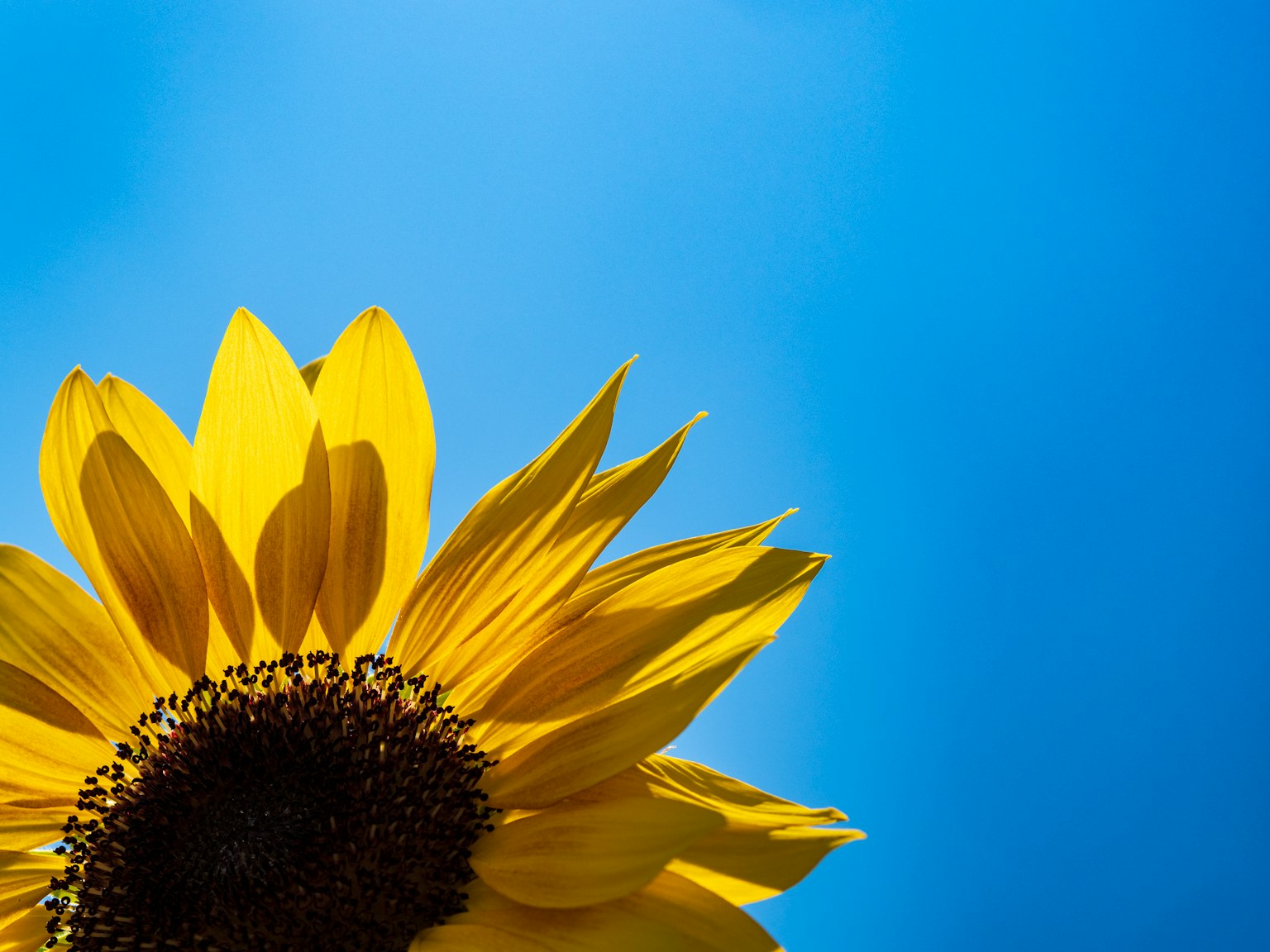 Cận cảnh hoa hướng dương trên nền trời xanh rõ ràng