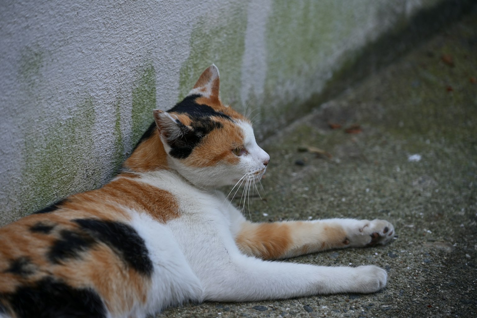 Un gato calico acostado junto a una pared